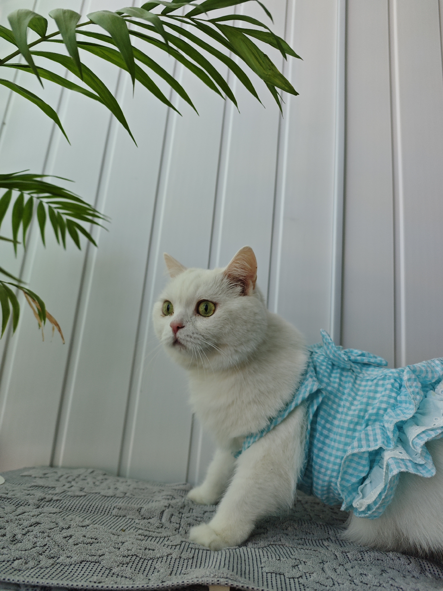 Morning photography session captures accessories, pet, portraits in Markovskii