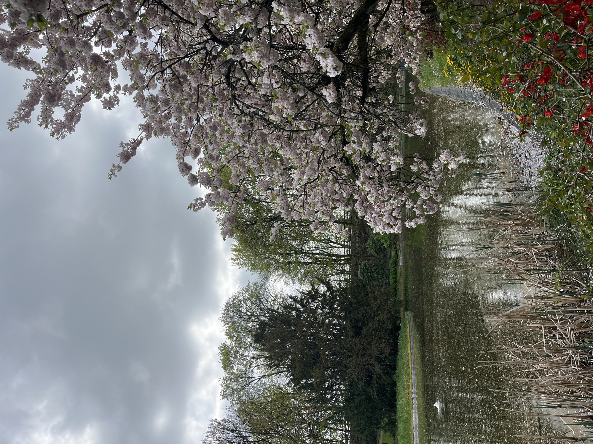 Spring blossoms frame tranquil pond in Solingen park