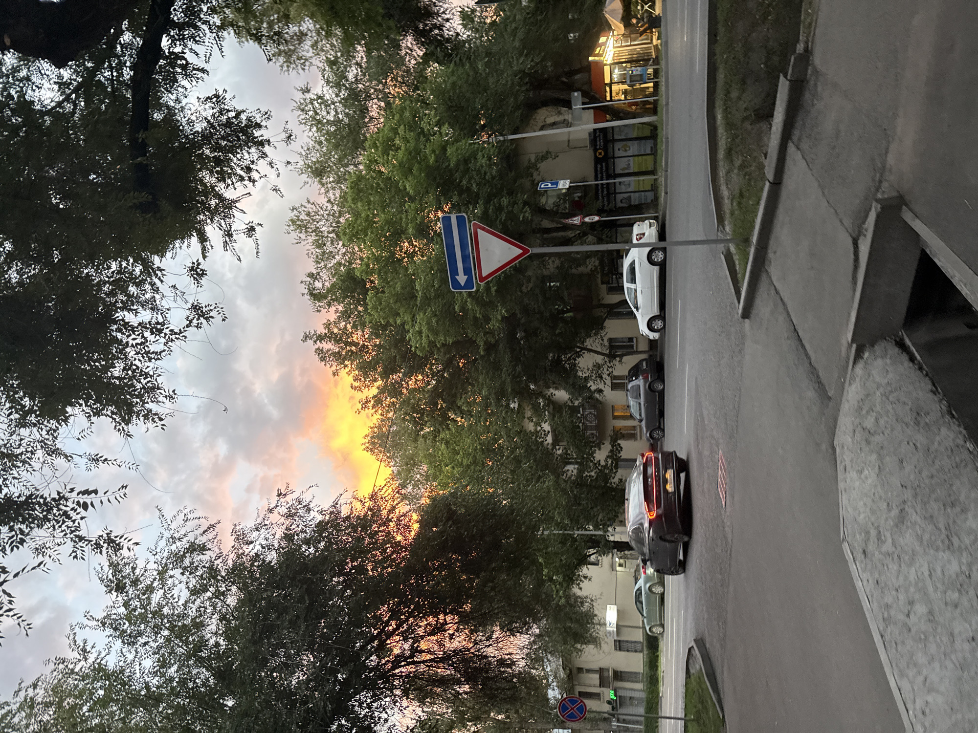 Almaty intersection at golden hour, traffic turning under a tree