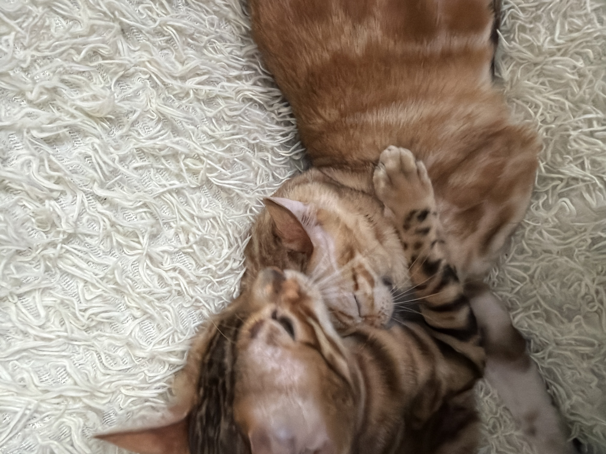 Cats engage in grooming behavior in Saint Petersburg