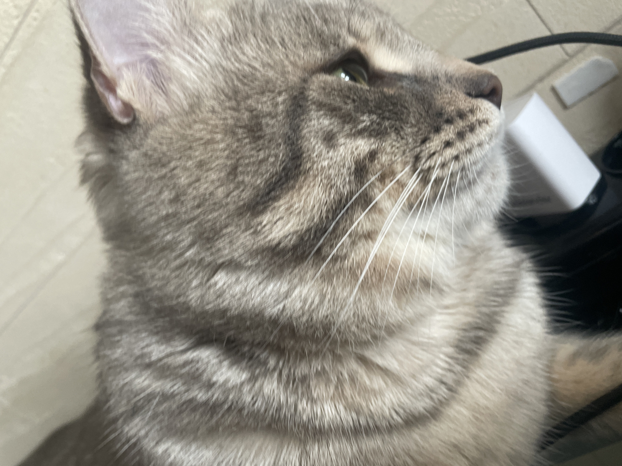 Gray tabby cat photographed in profile in Novi Sad