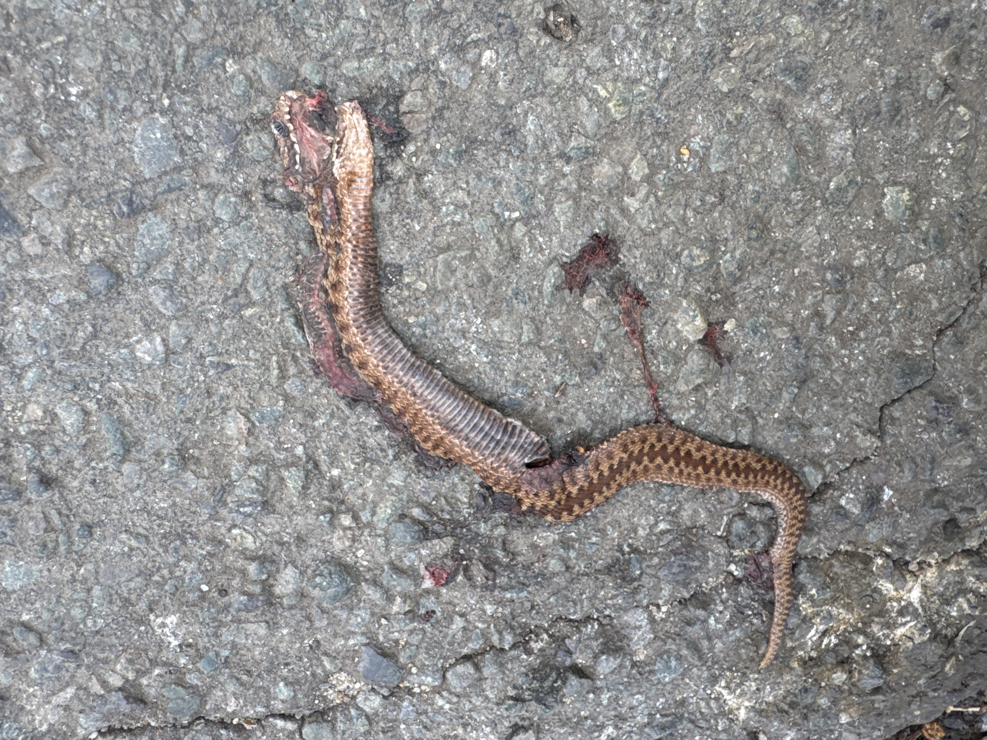 Dead patterned snake found on concrete in East Suffolk