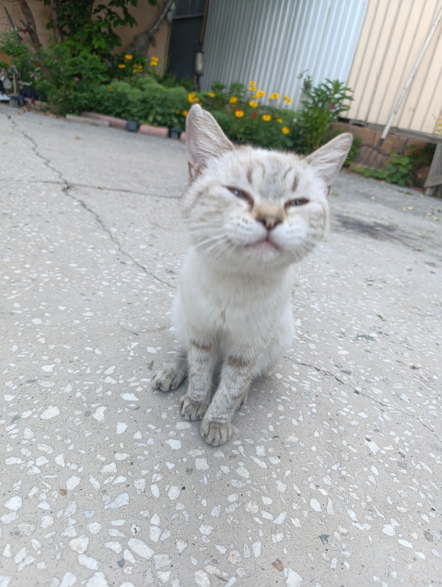 Cats and blooms: a laid-back garden hour
