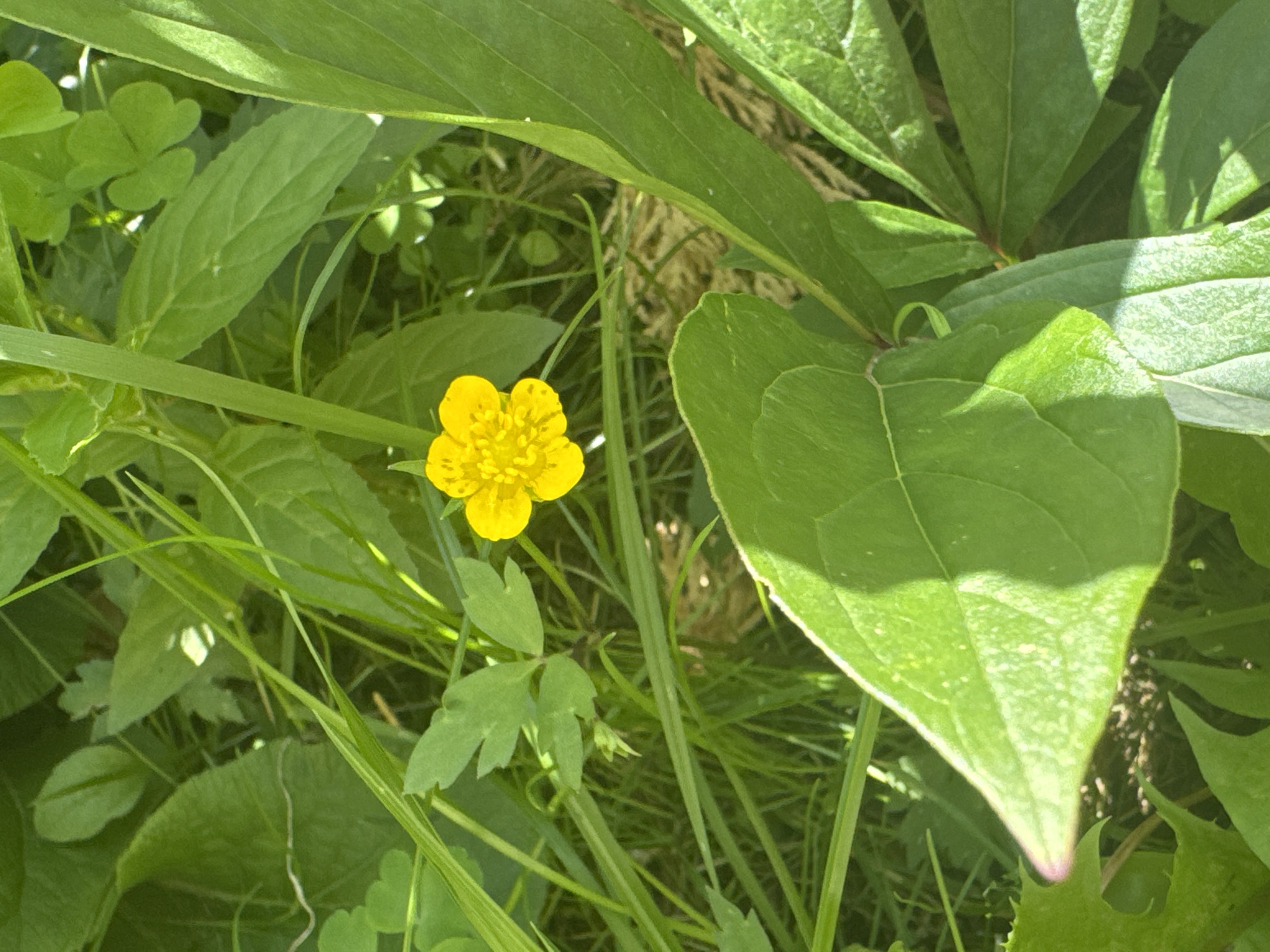 Close-up nature details and quiet indoor moments in Berezhany