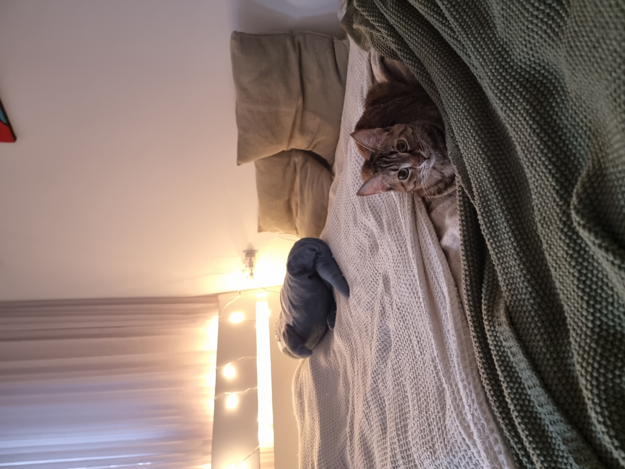 Residents share quiet moments with tabby cat in Ramat Gan