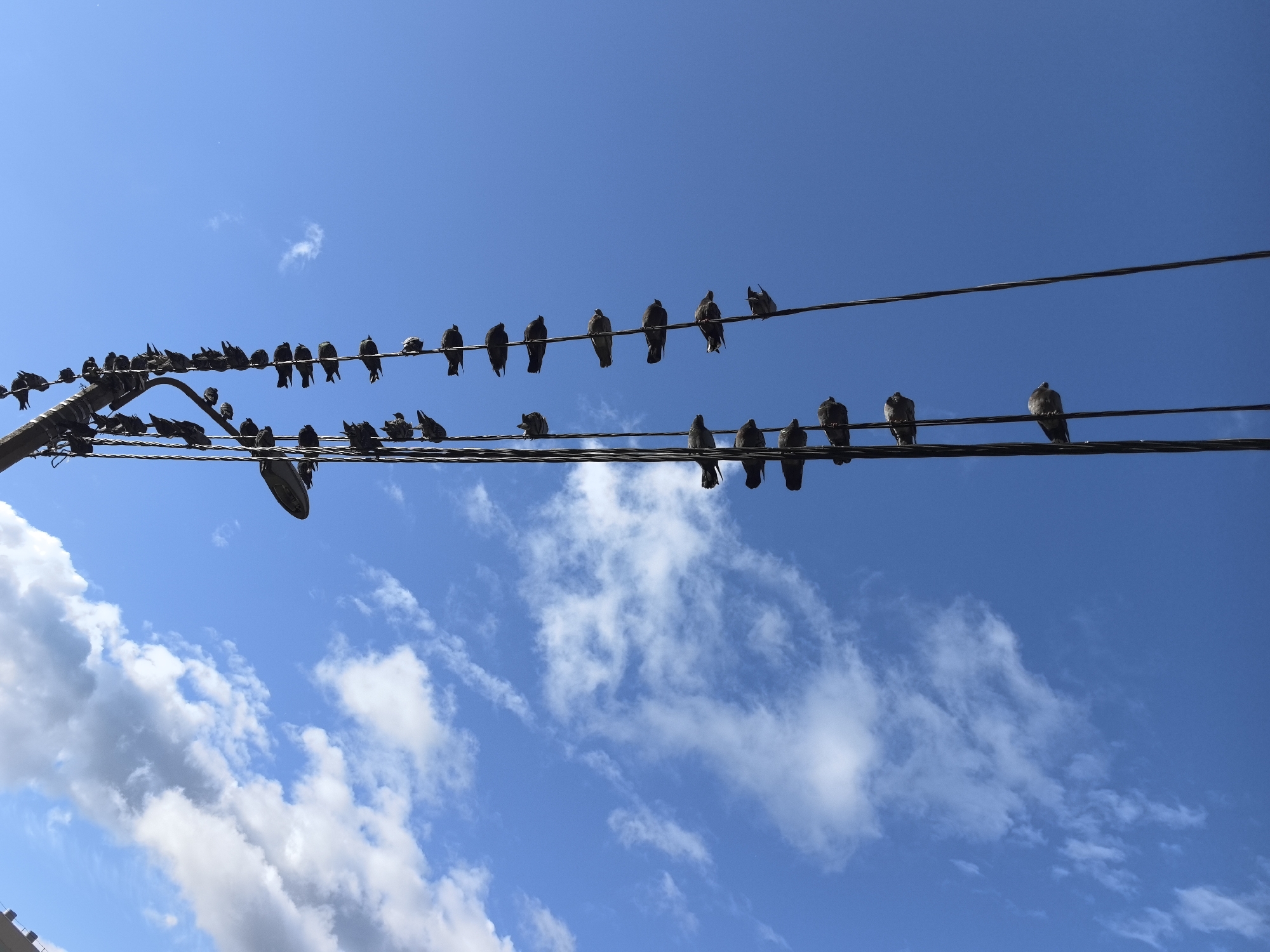 Urban morning: street nature and neighborhood details, August 2026