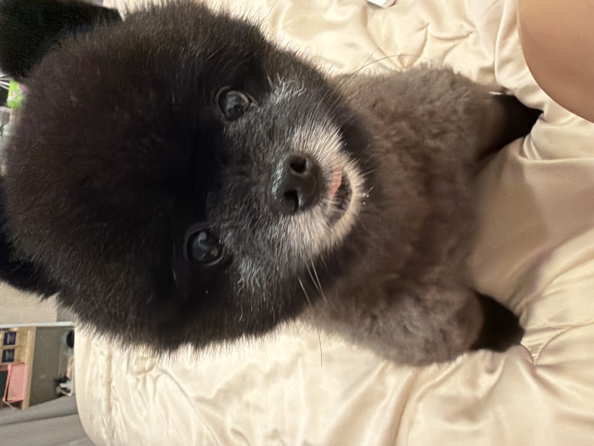 Aging Pomeranian lounges on a bed in Kathu