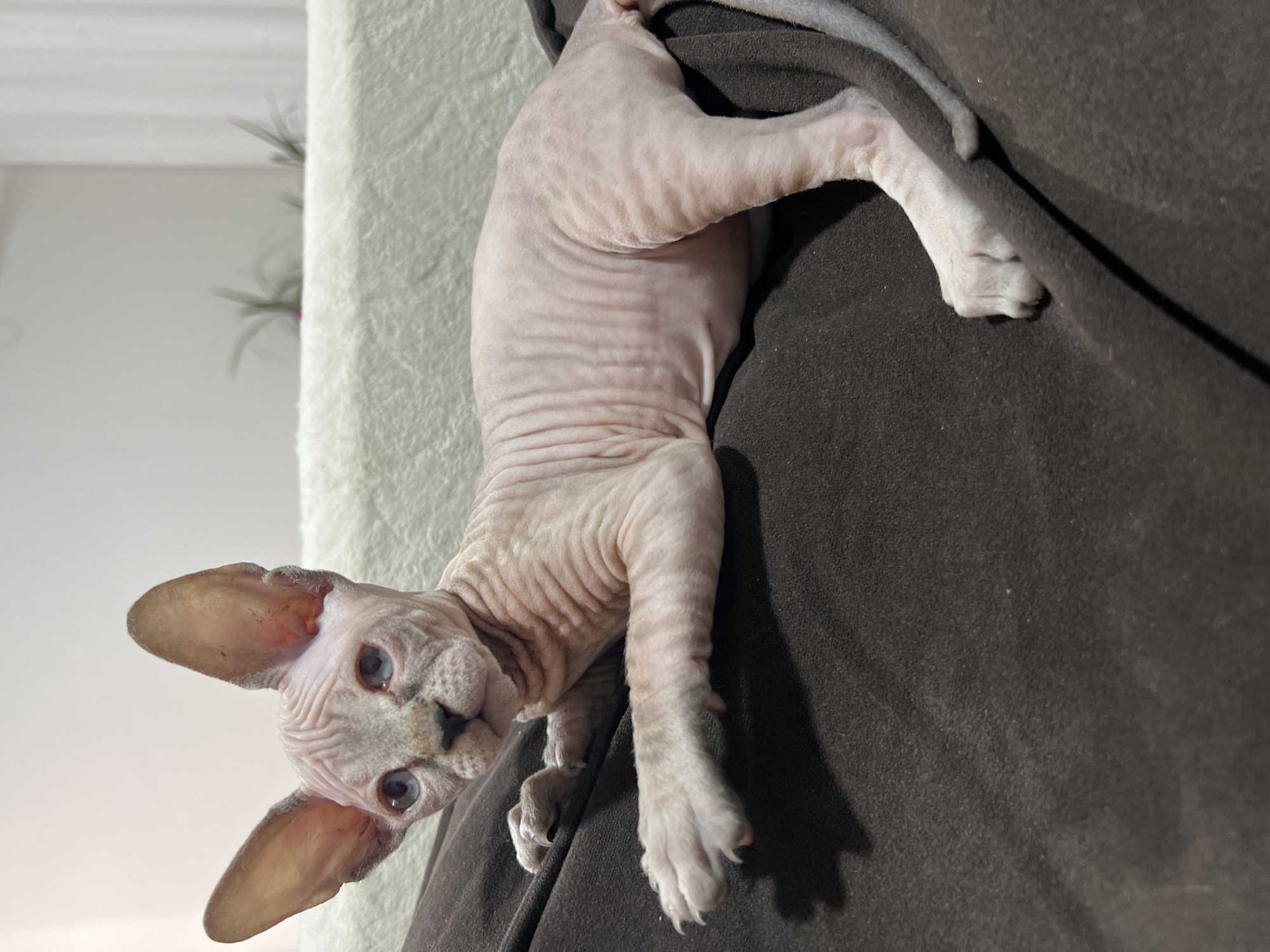 Hairless Sphynx cat photographed across two Russian towns