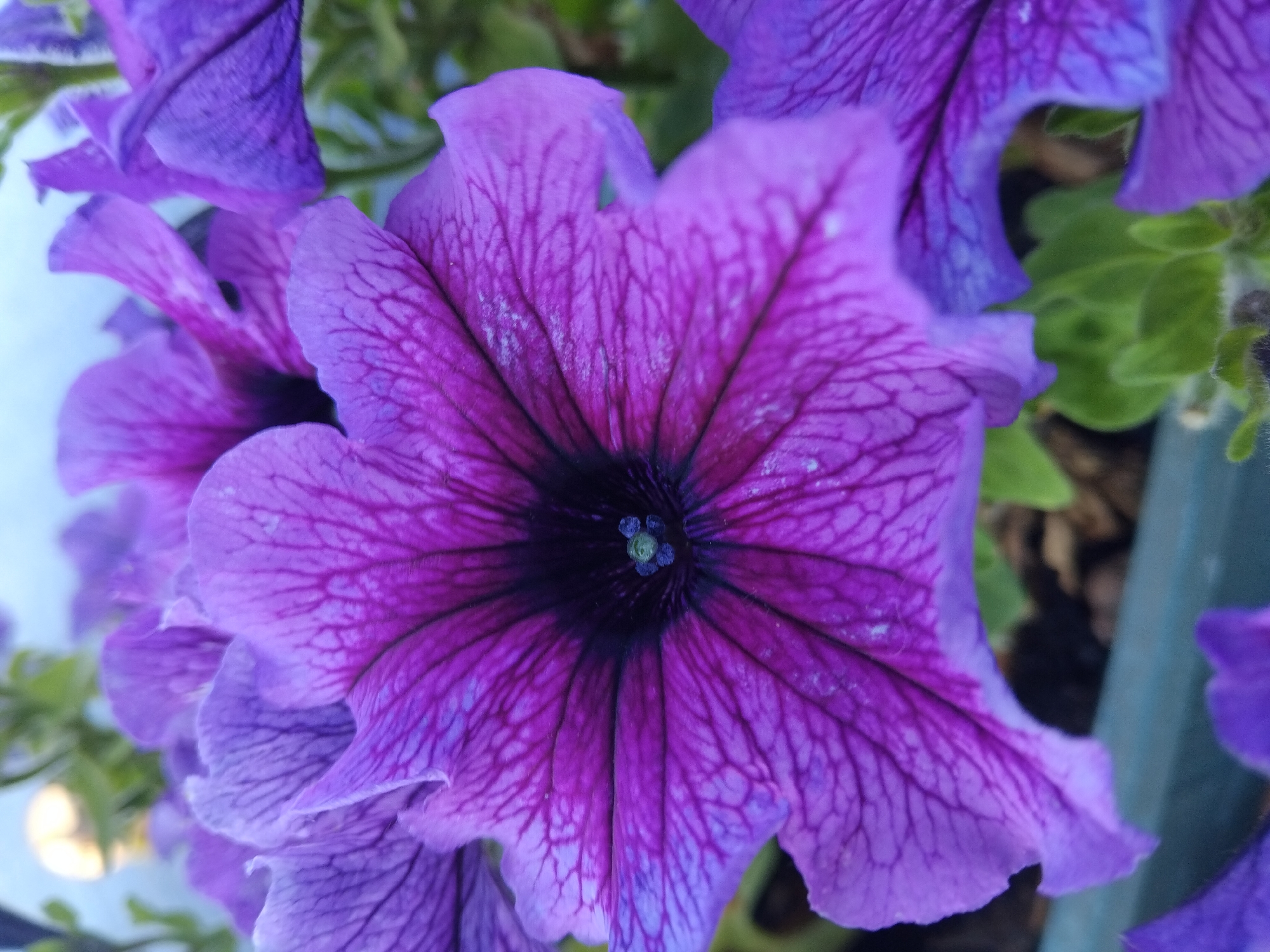 Lazy riverside afternoon in Kyiv with a dog and blooming petunias