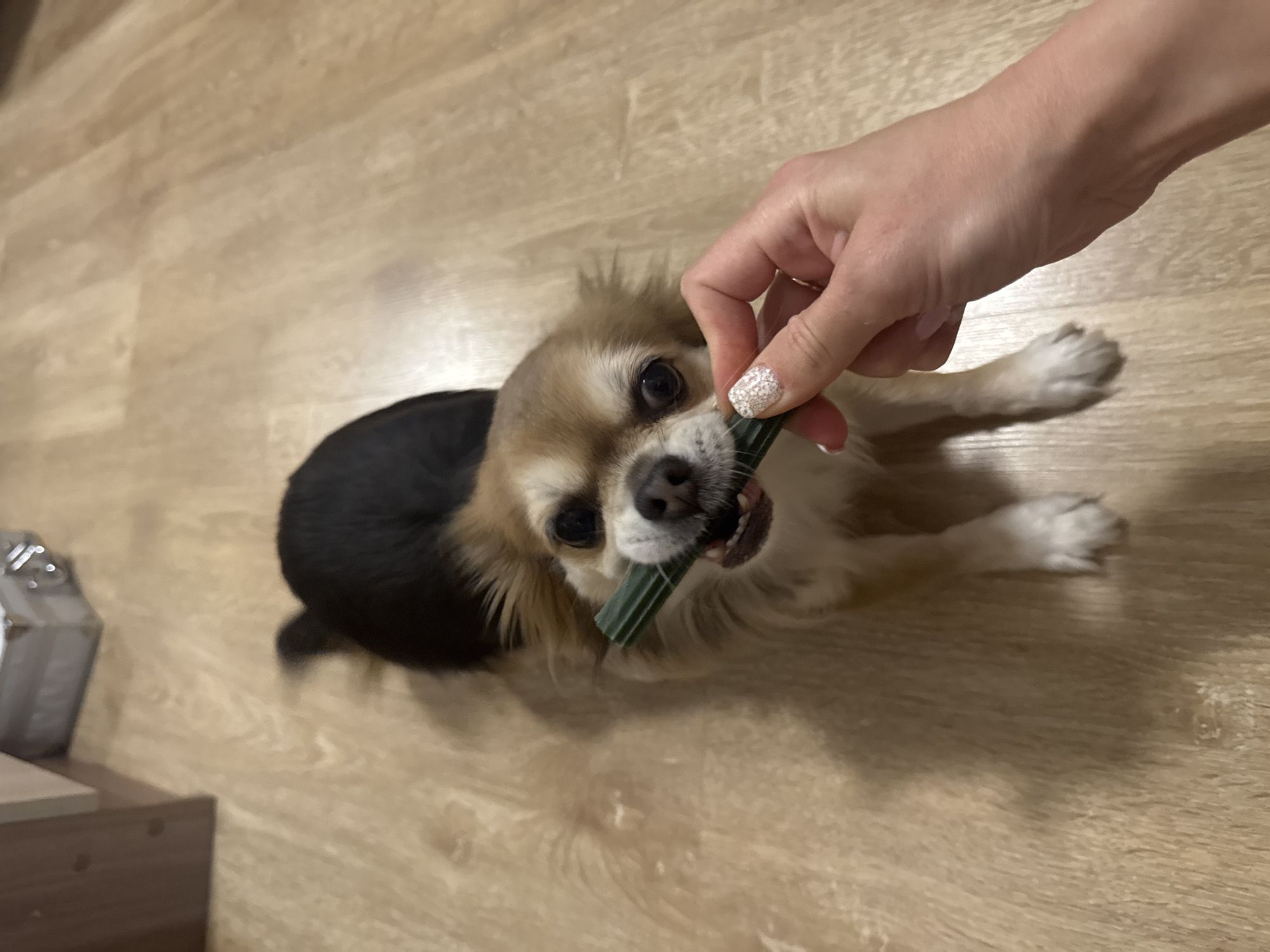 Small dog plays indoors during evening in Saint Petersburg