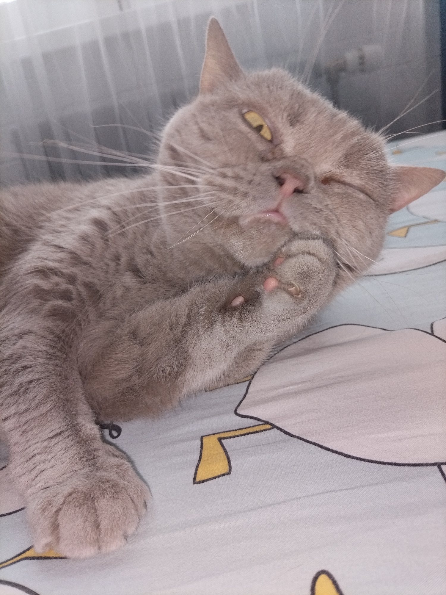 Two cats enjoying morning relaxation time on bed and couch