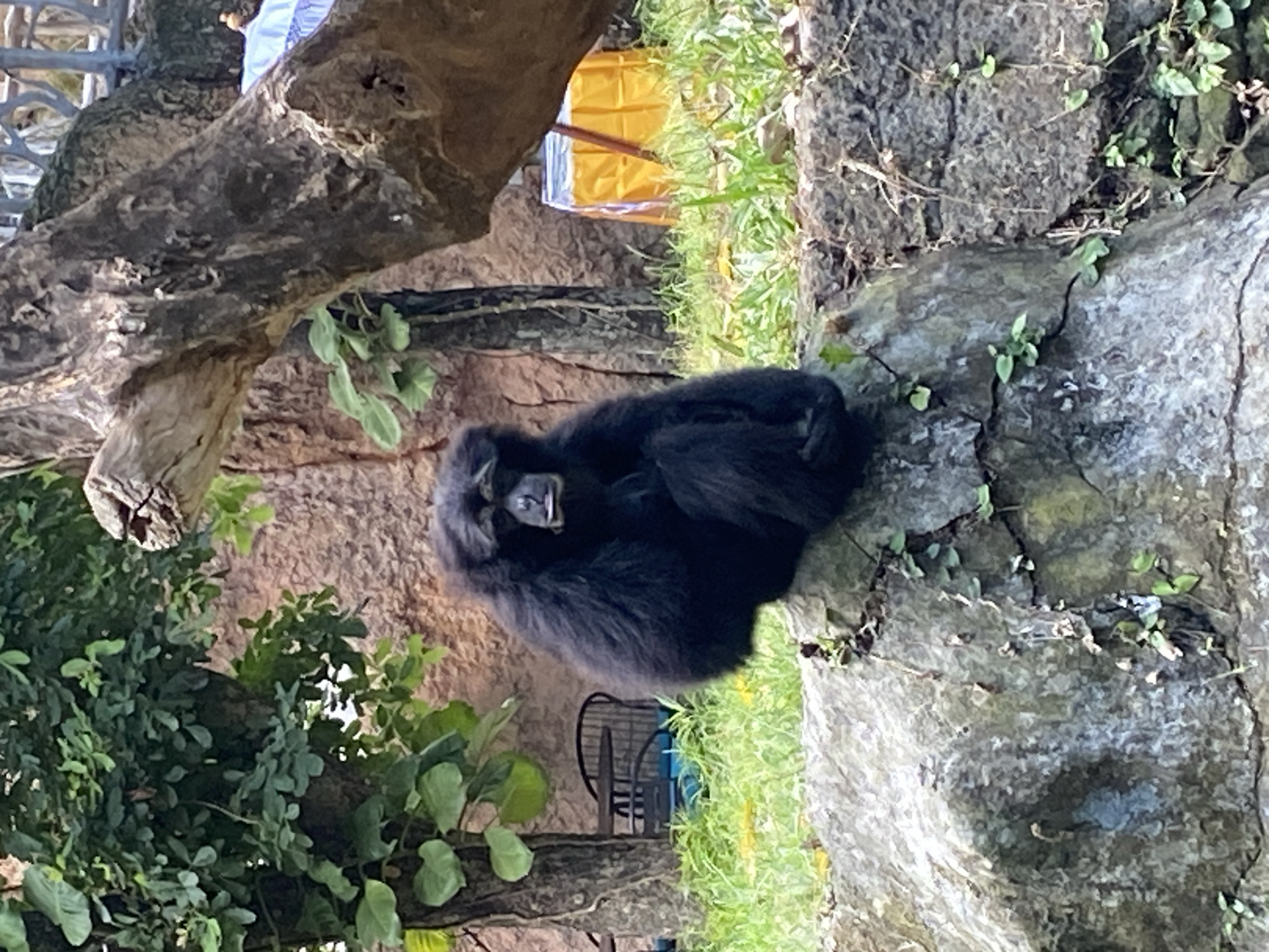 Siamang and meerkats at a Sukawati wildlife enclosure