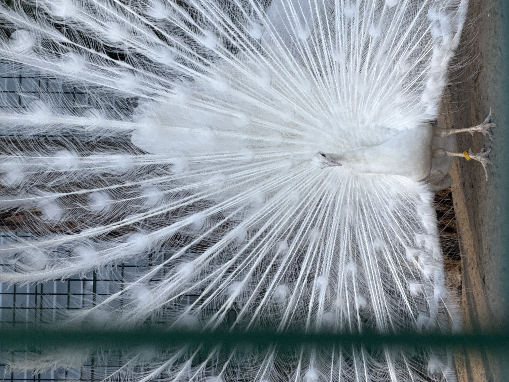Zoo animals observed in Rusanovo, Russia facility