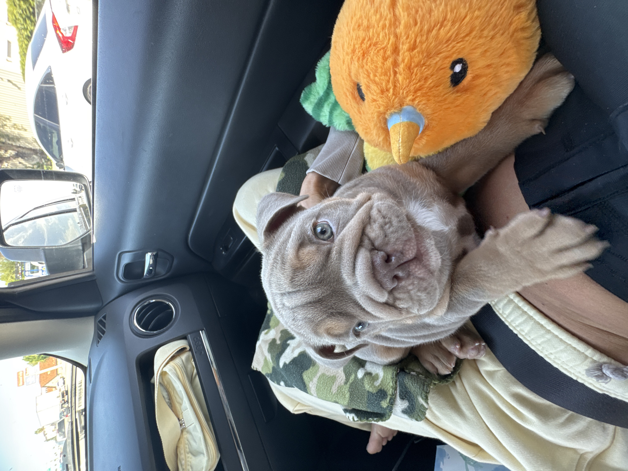 Bulldog puppy rests with stuffed toy in Ontario car