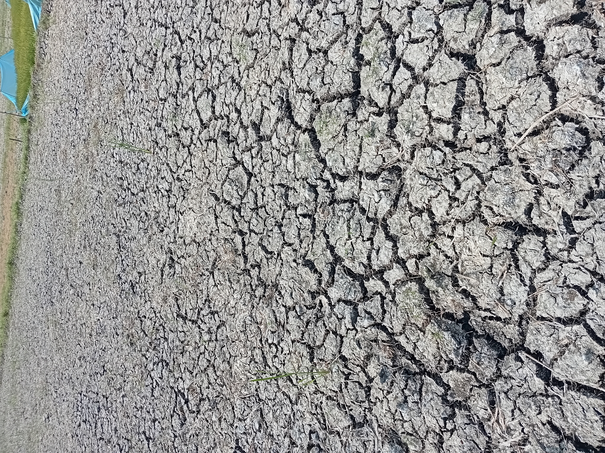 Dry conditions stress rice fields near Lhokseumawe