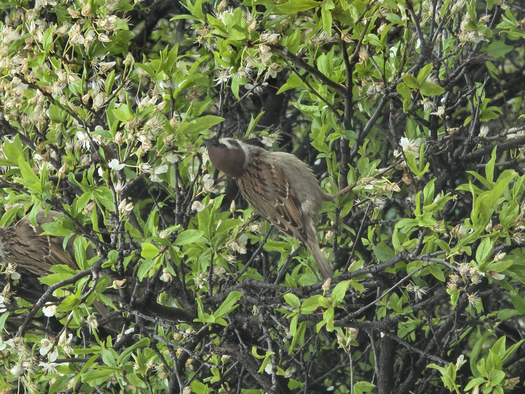 Morning selfies and birdwatching captured in Bulgarian village