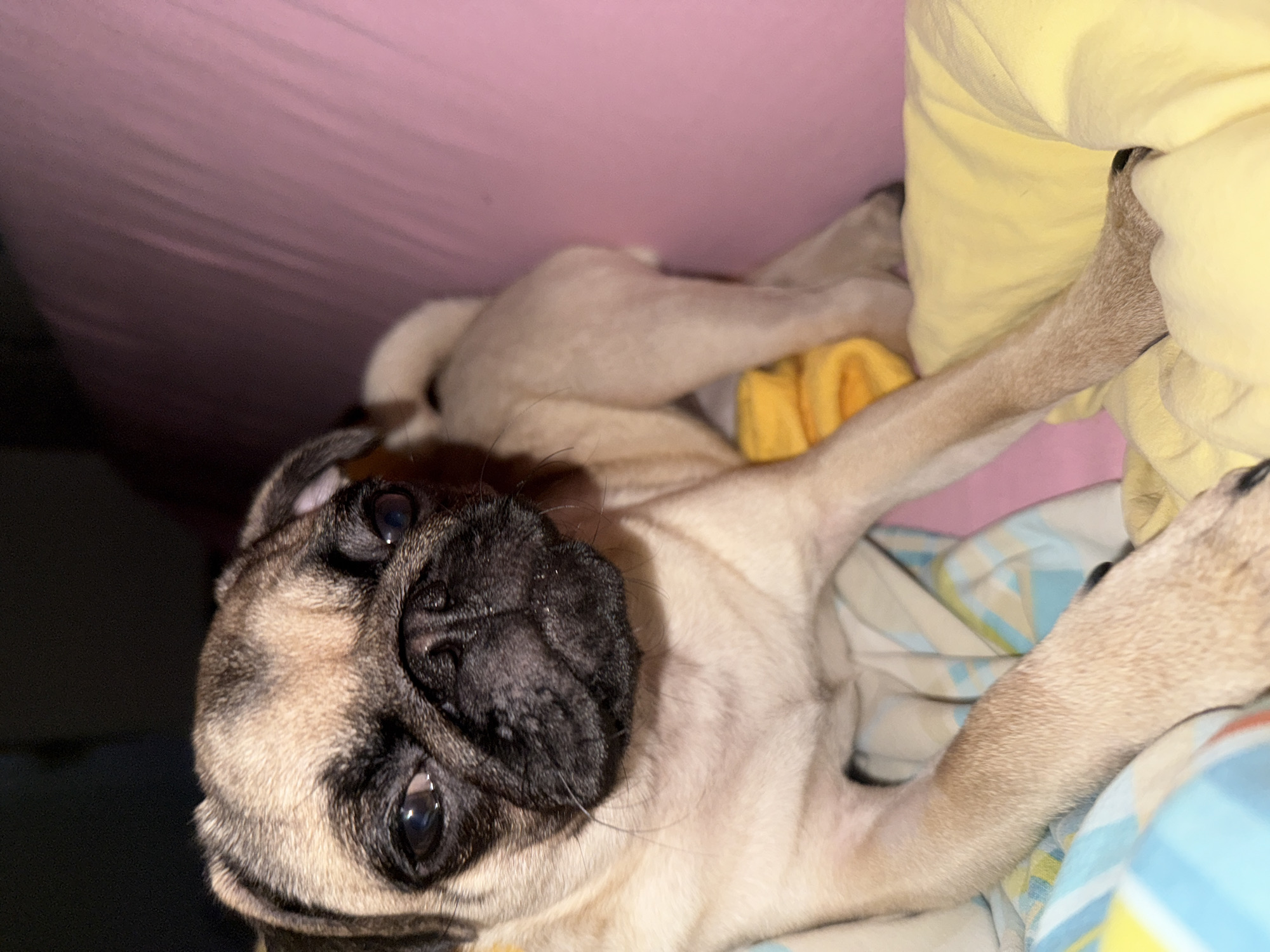 Two pugs relaxing on blankets at home