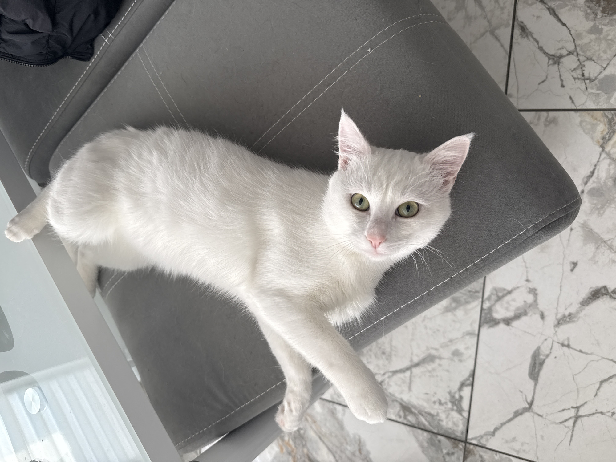 Casual domestic moments with cats documented in Burgas