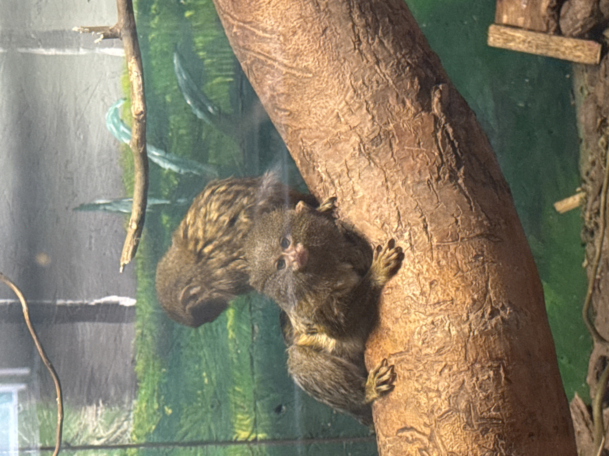 Visitor documents zoo animals in Zaliznychne, Ukraine
