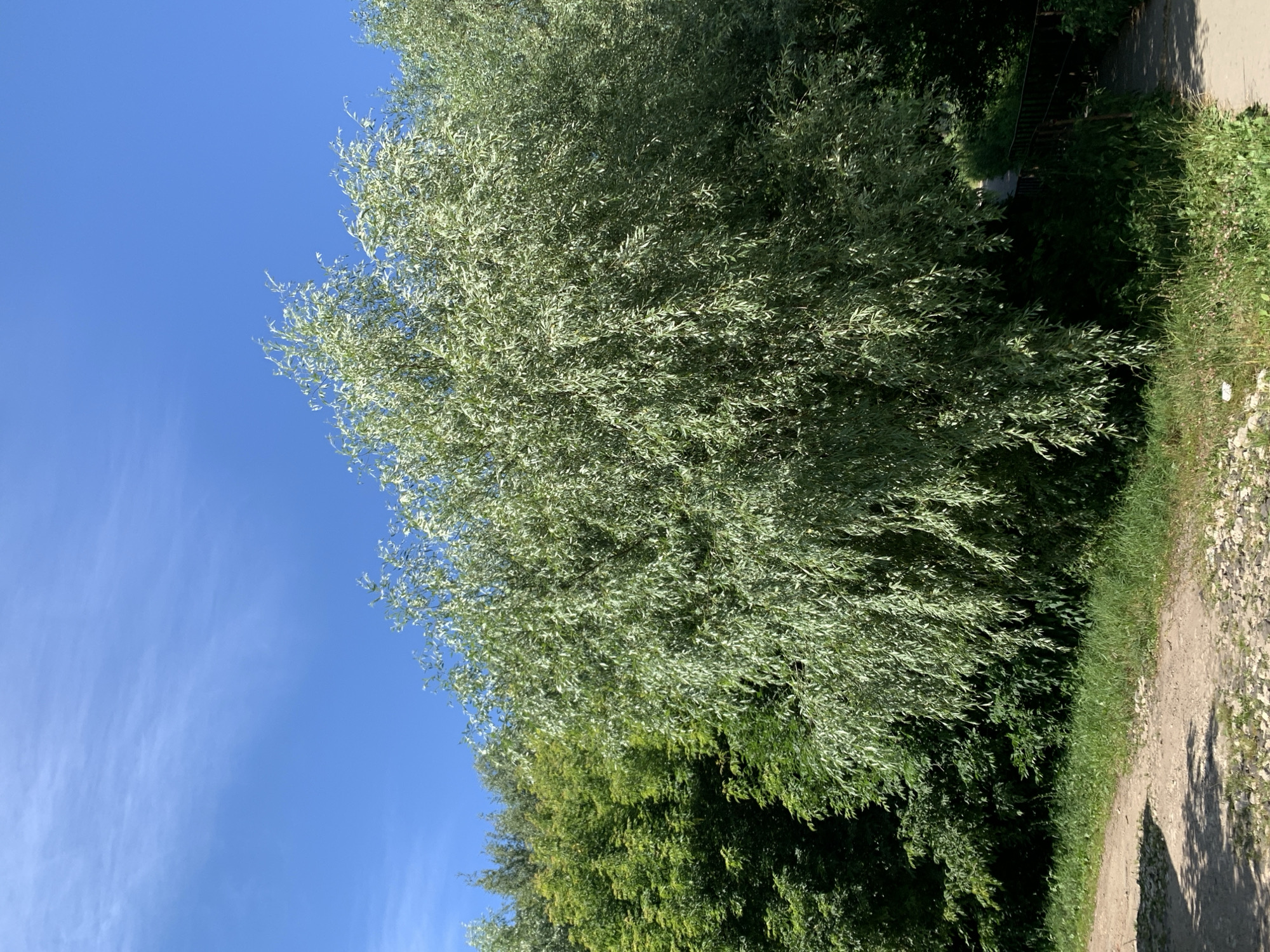 Afternoon wandering through streets and green spaces in Pavlovo