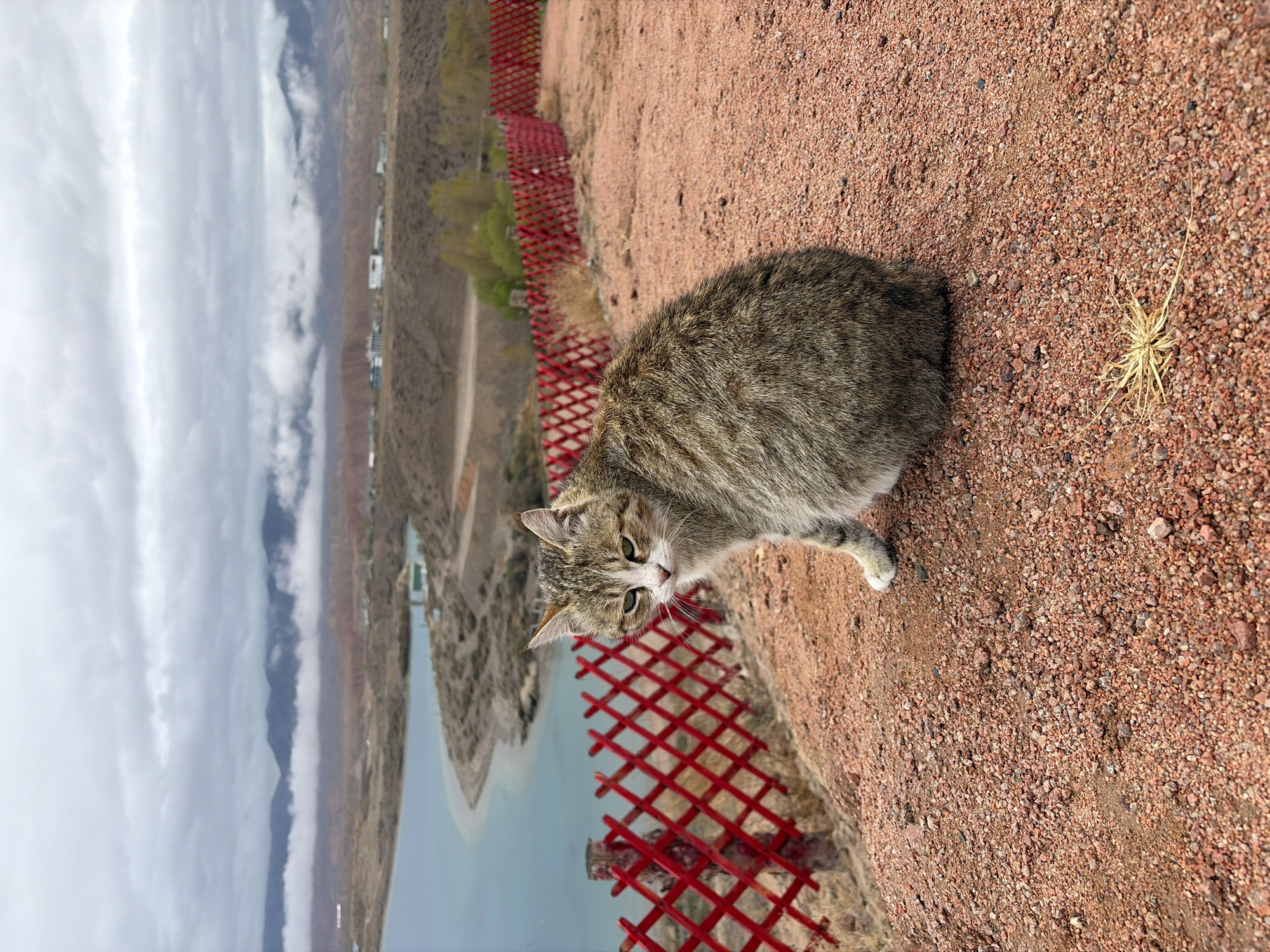 Tabby cat spotted near red fence in Tong, Kyrgyzstan