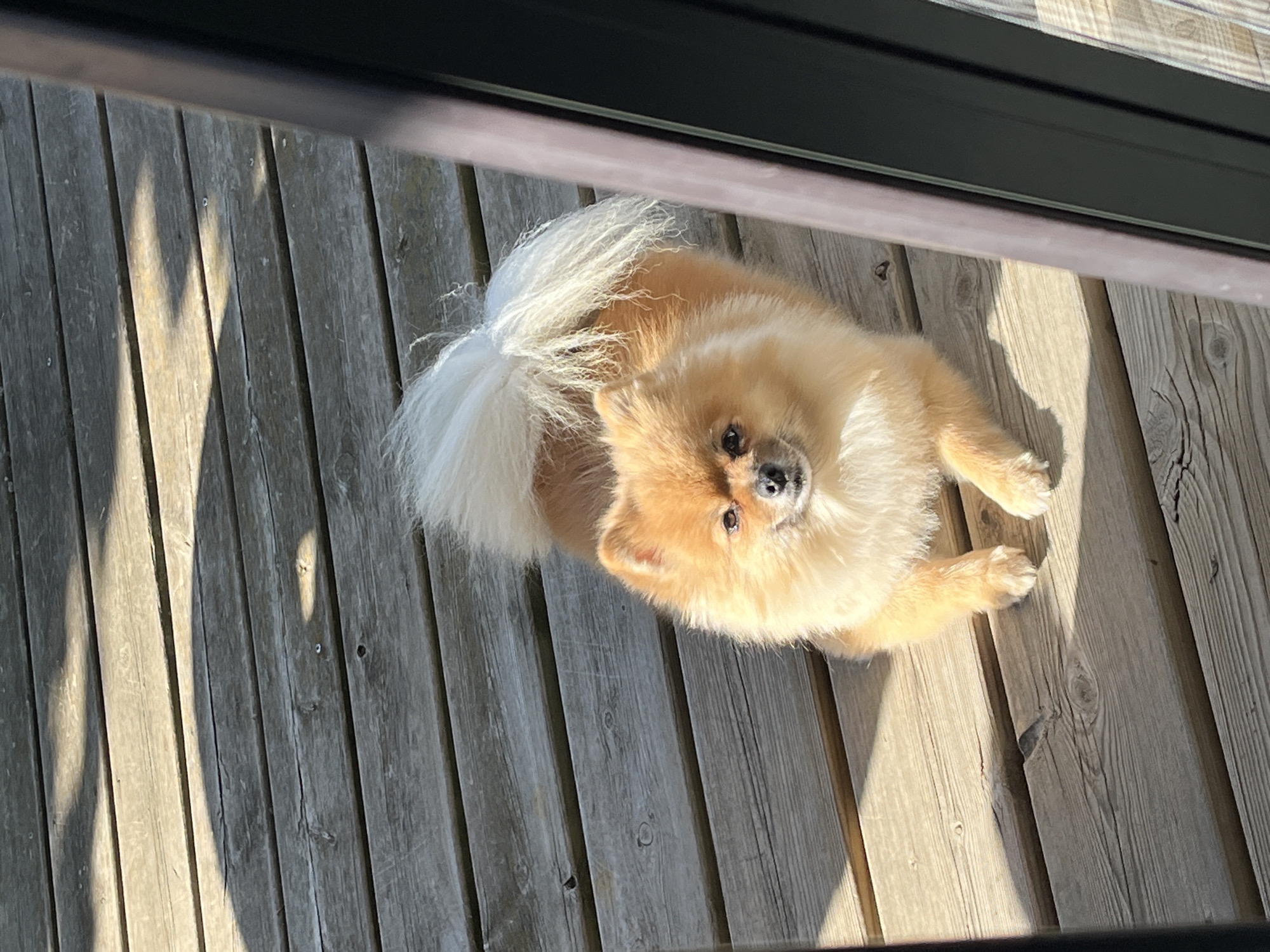 Quiet morning at home in Chambœuf — dog, deck, and a selfie
