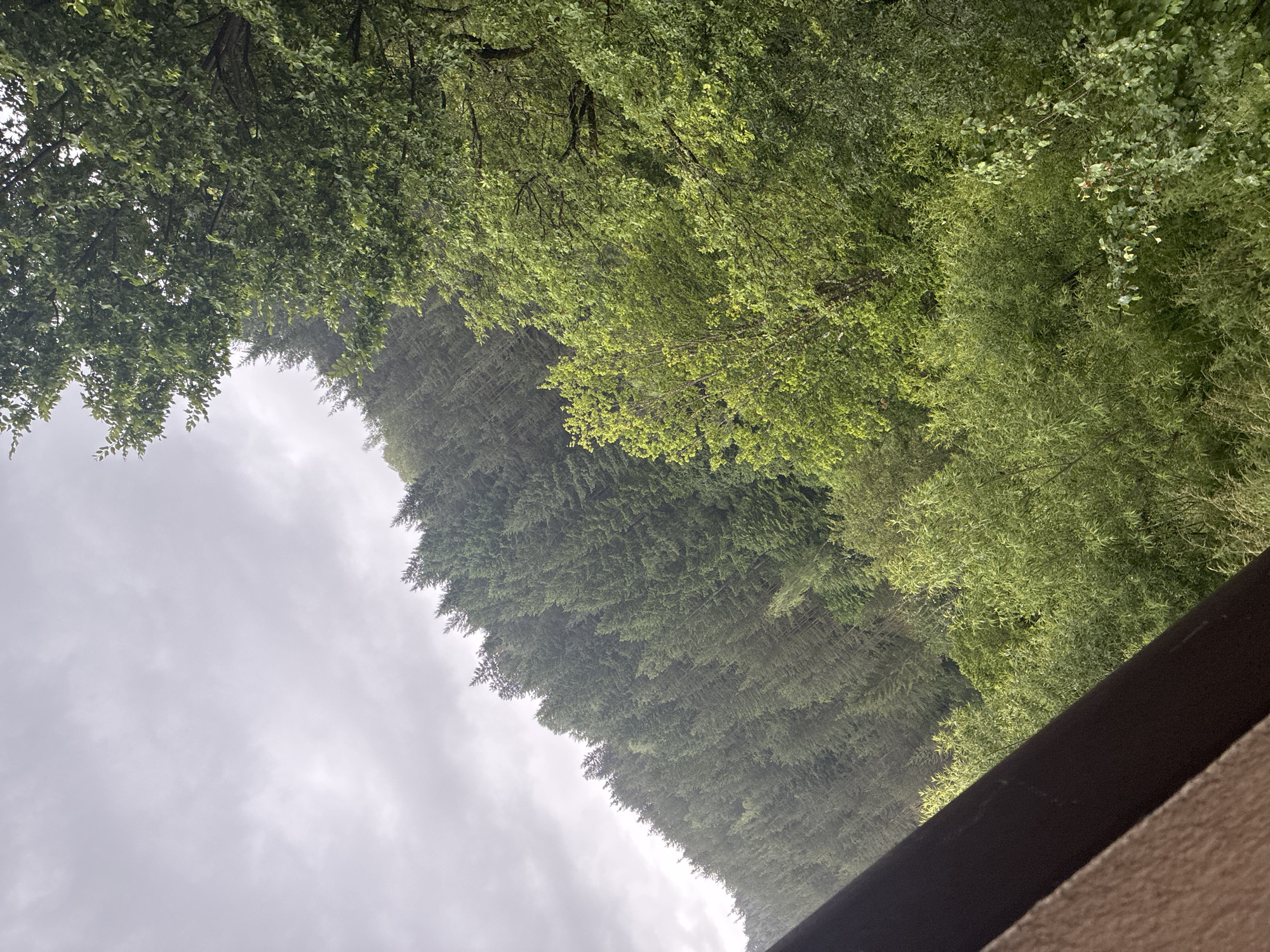 Overcast forest scene documented in Smolyan, Bulgaria mountains