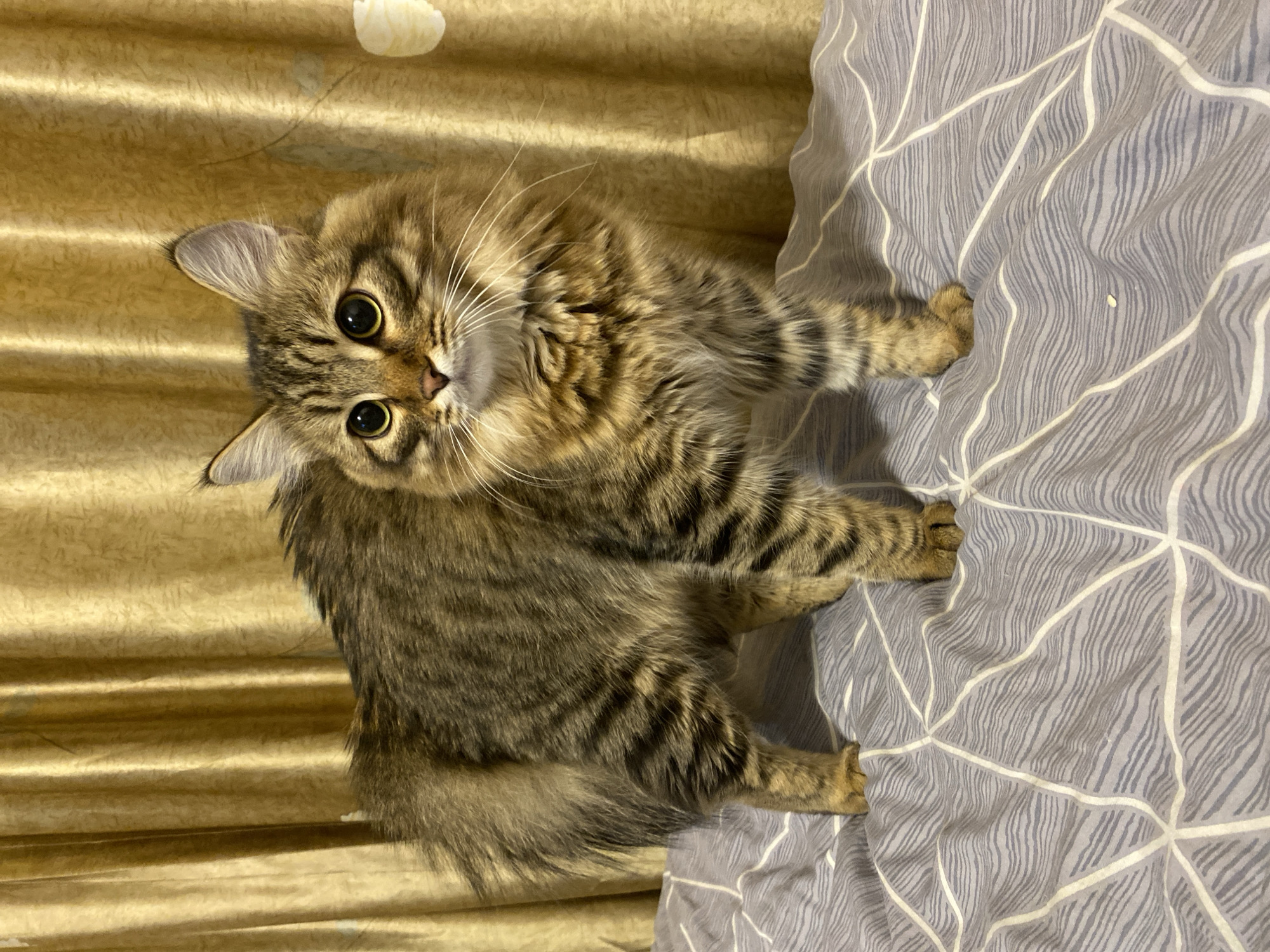 Evening life snapshots from Chaikovsky Russia residents and pets