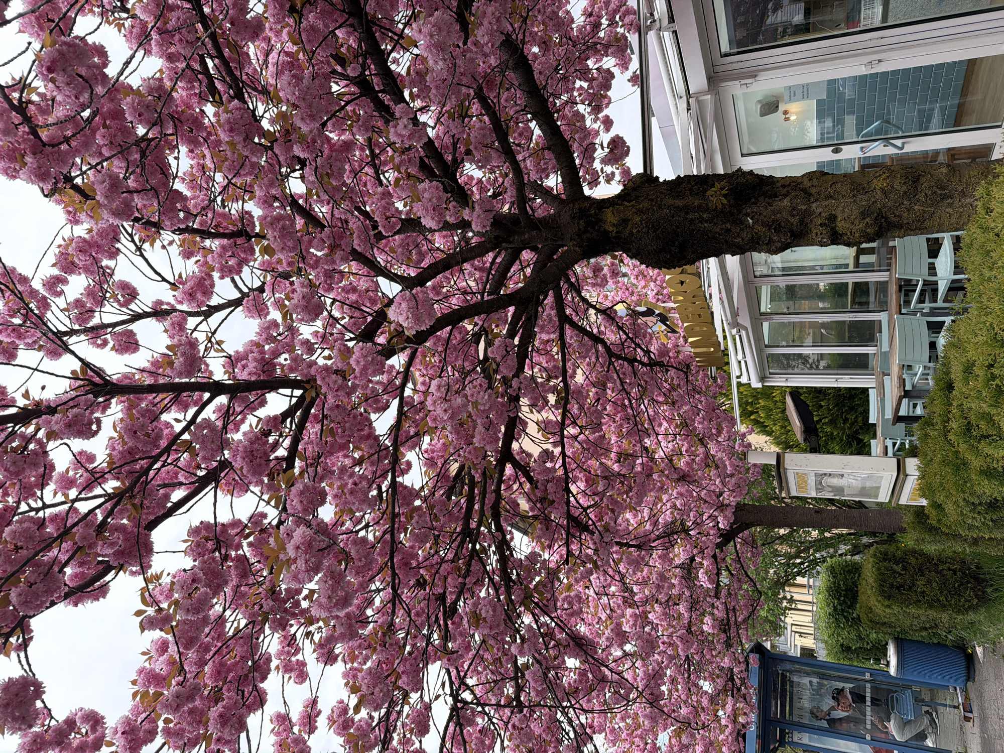 Cherry blossoms bloom in Munich amid modern architecture