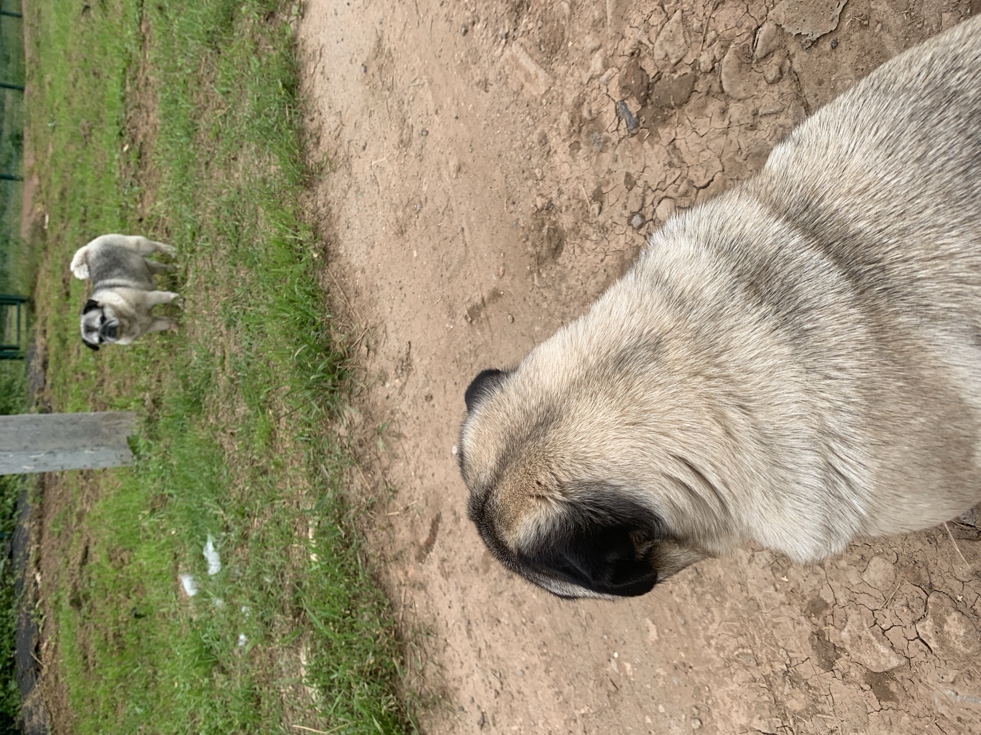 Pugs and a husky mix hanging out in a Sergeevo backyard
