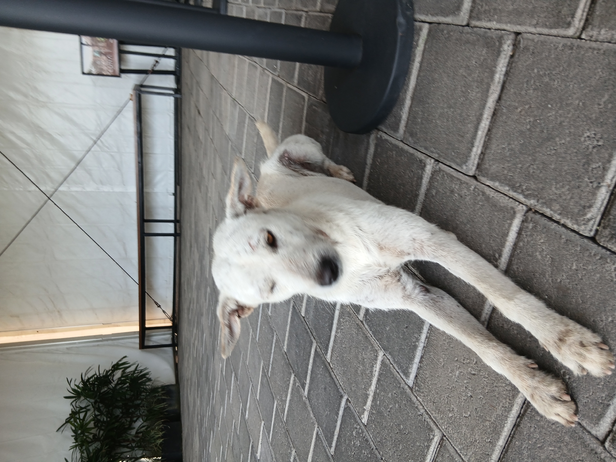 Two dogs lounge and wander a paved venue in Mengwi