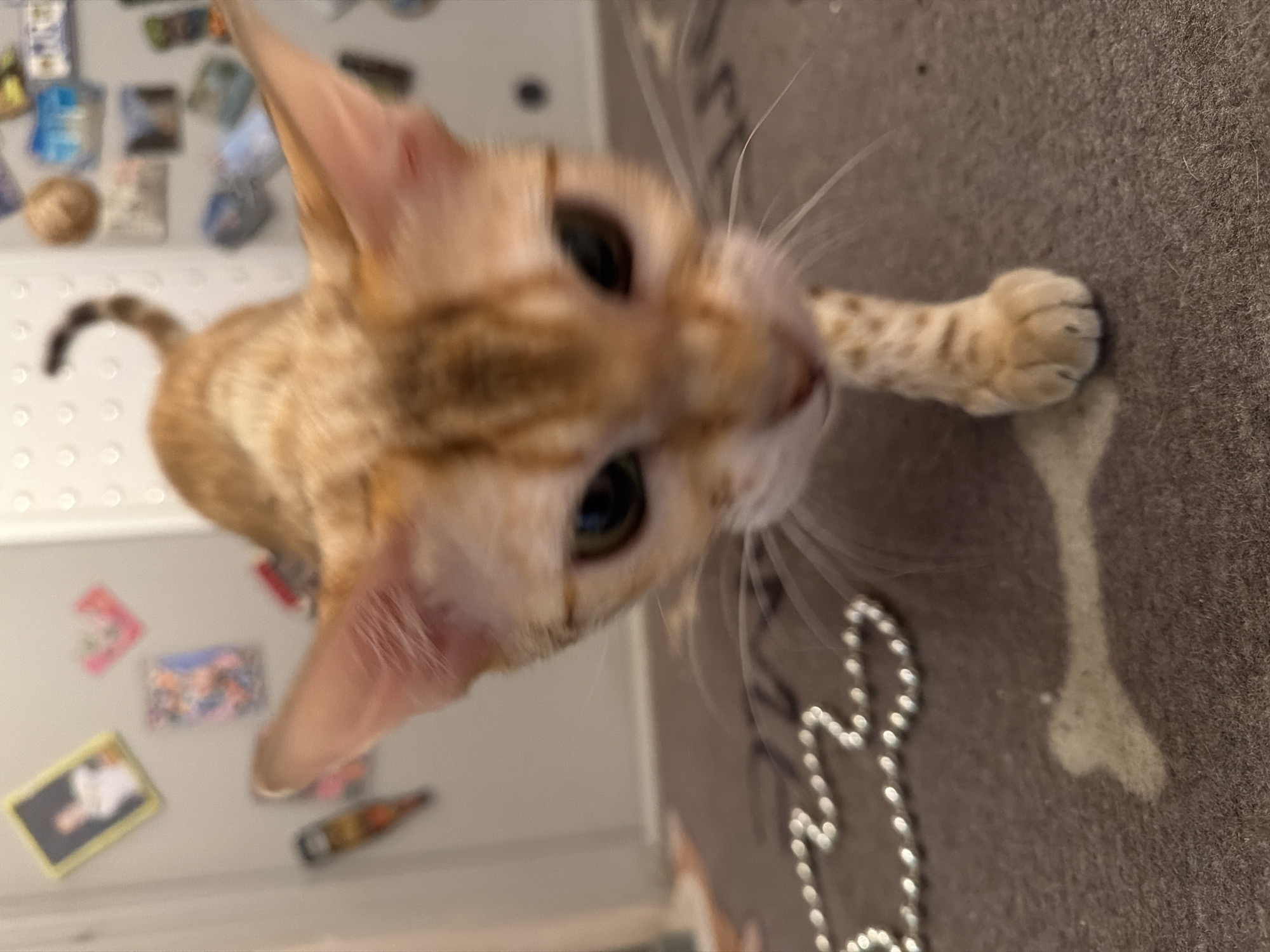 Orange tabby cat photographed looking at camera in Russia