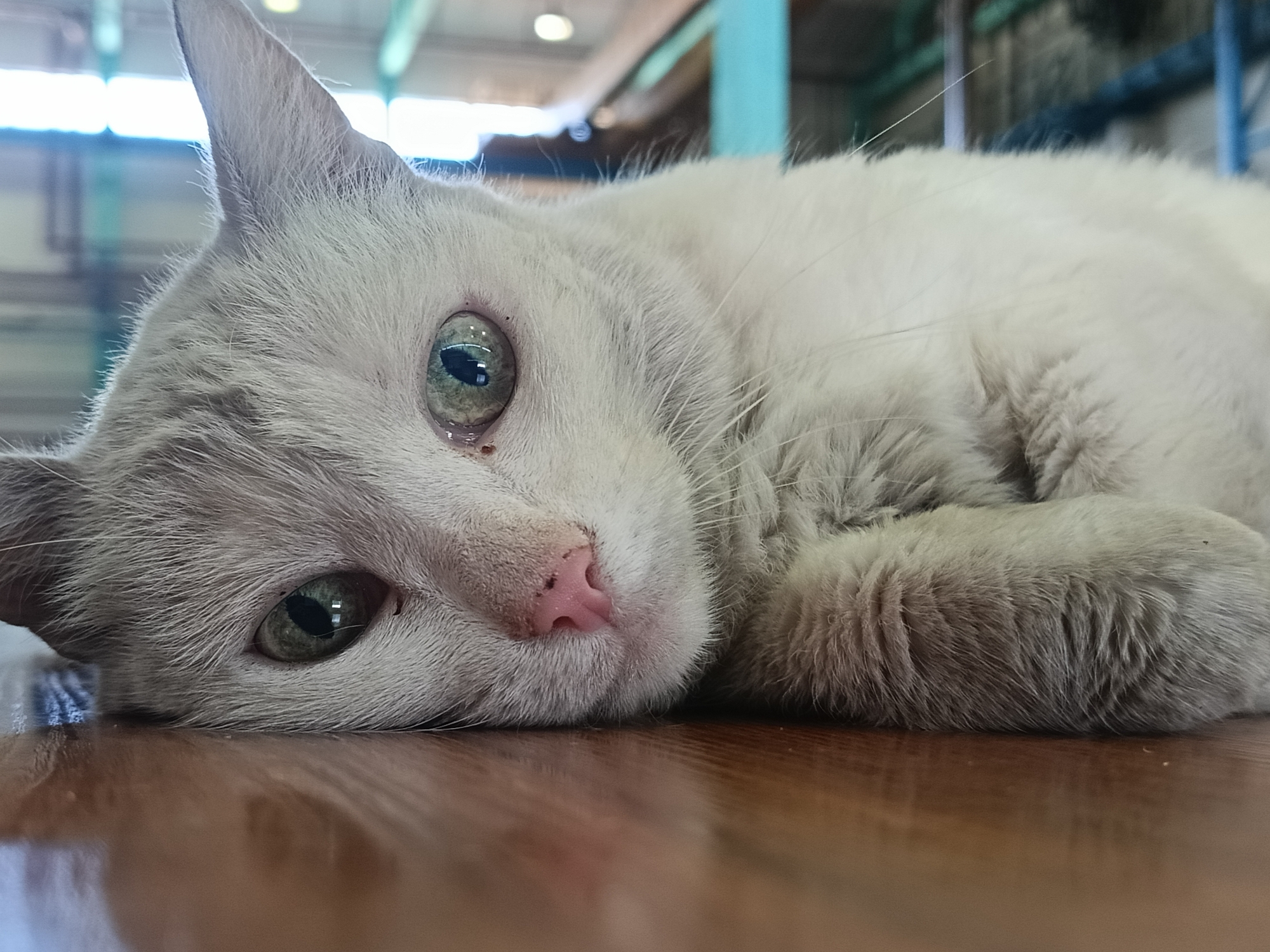 White cat photographed resting indoors and outdoors in Russia