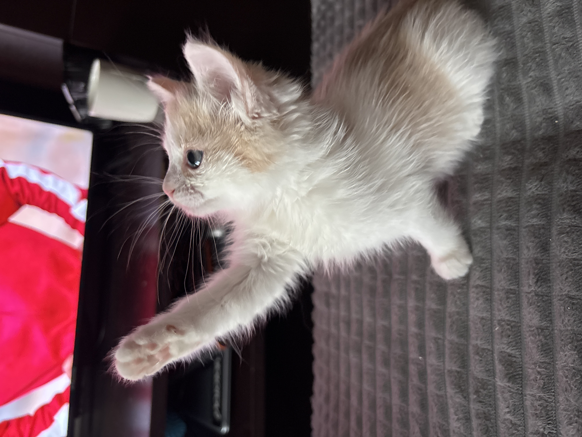 Person cuddles kitten, cat paws at TV in Perm