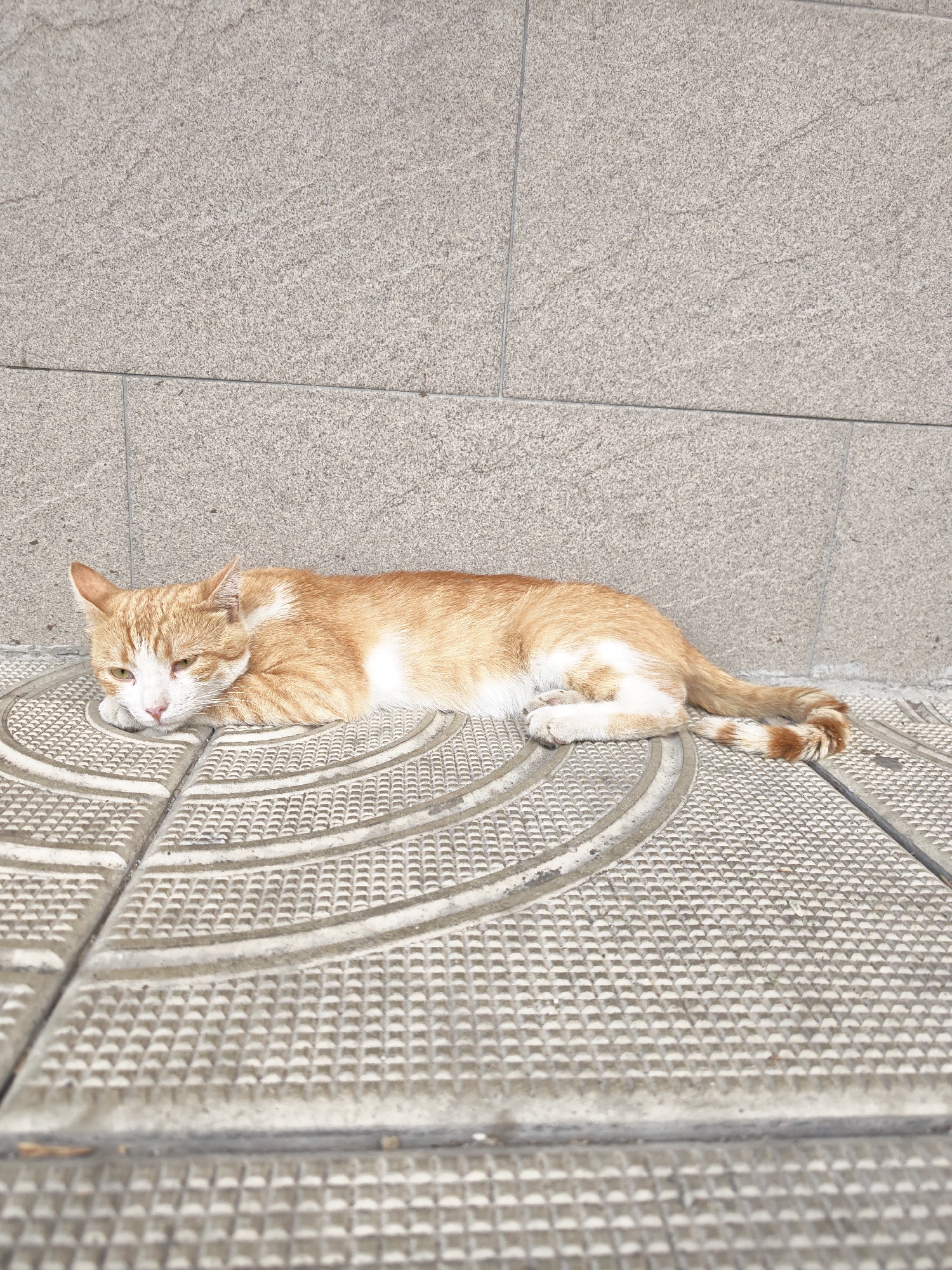 Ginger cat explores a tiled patio in Pazardzhik