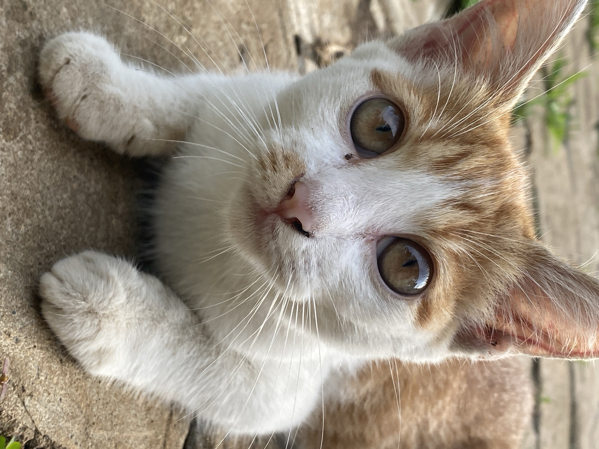 Orange tabby cat spotted multiple times across Maigizo, Nigeria