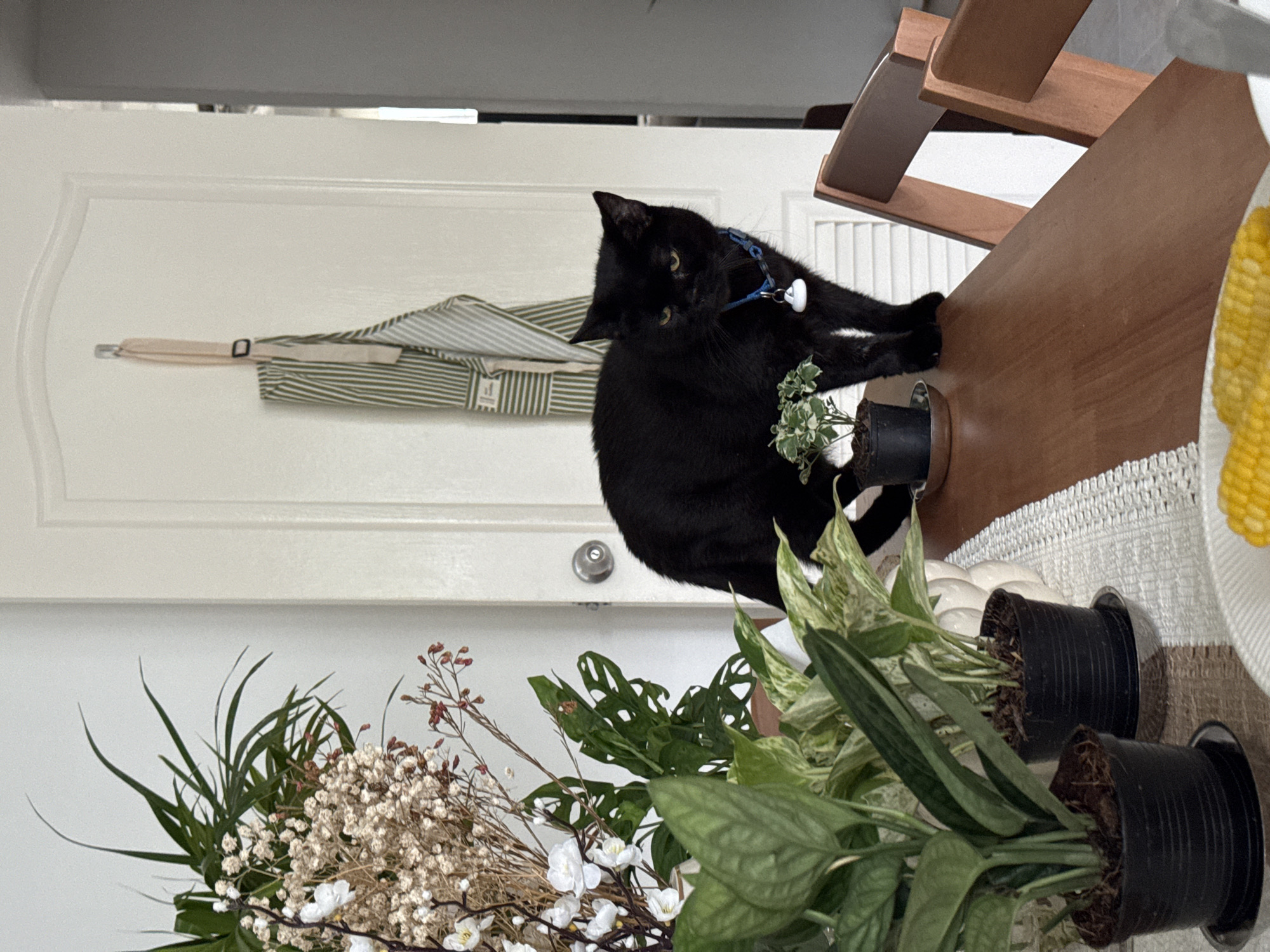 Dogs, cats, and a lazy morning in Karon