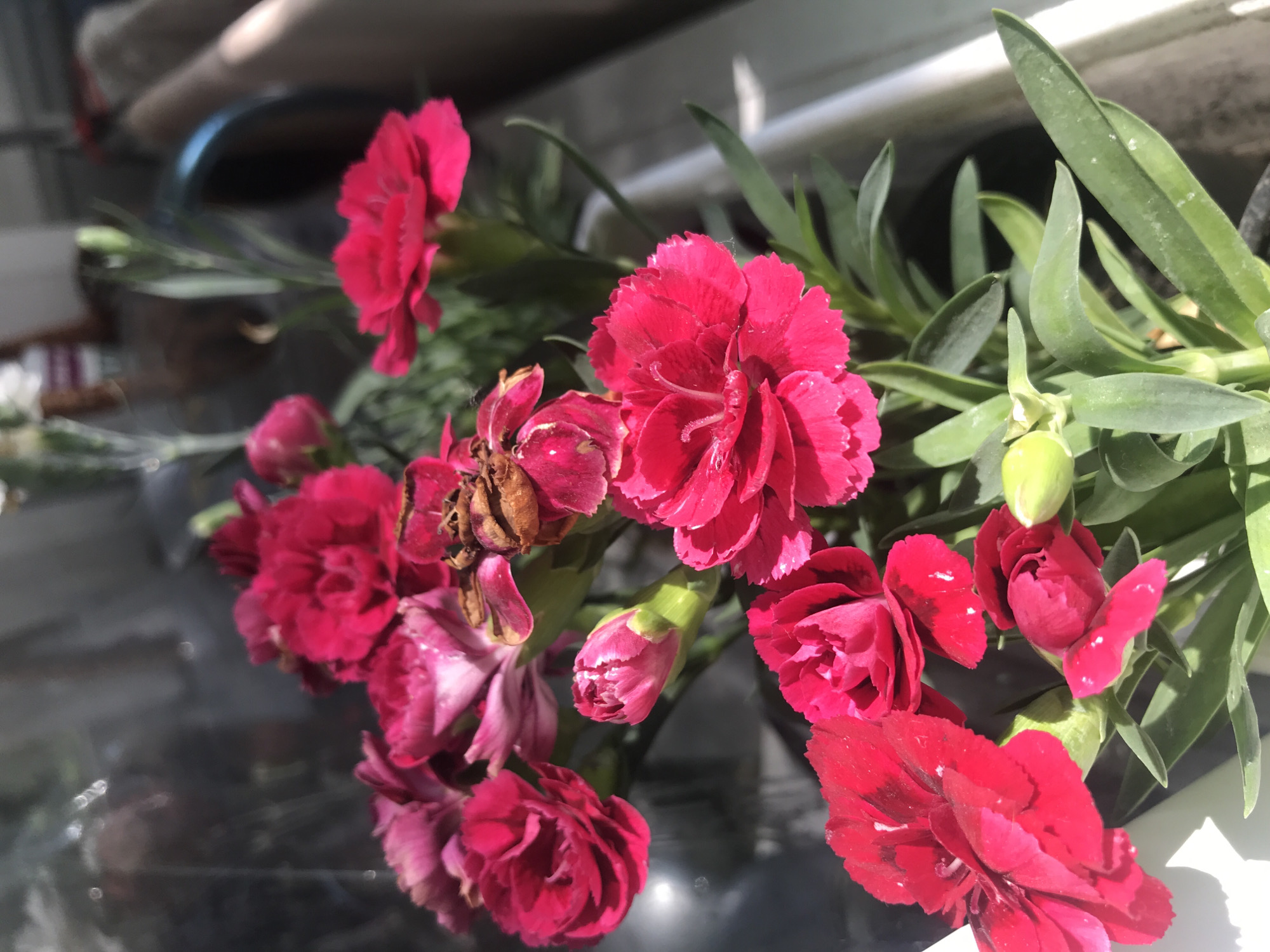 Blooming carnations and petunias captured in morning flower display
