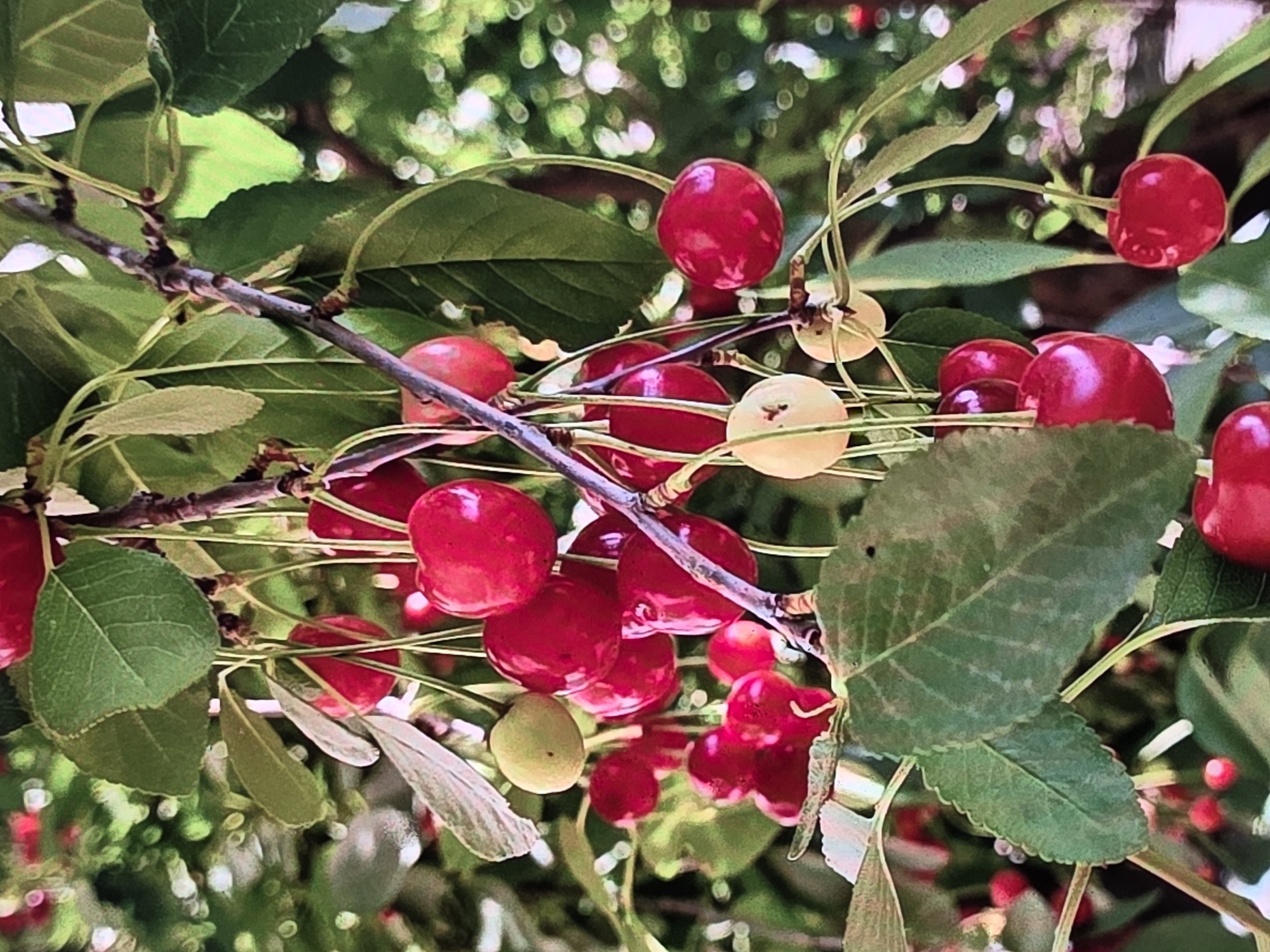 Farm-to-table breakfast preparation in Voluntari featuring fresh cherries and eggs