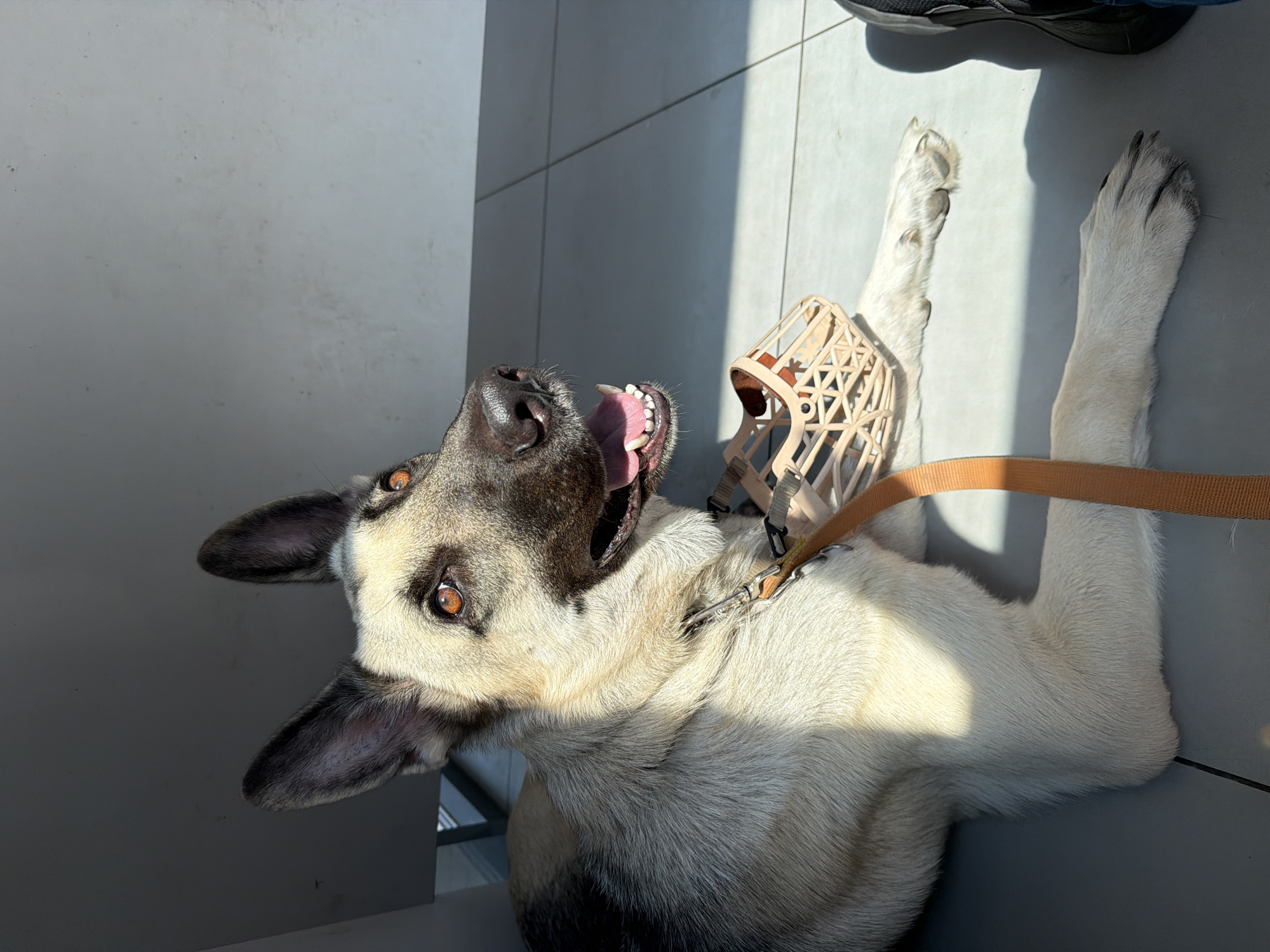 Muzzled German Shepherd resting indoors, Rostov-on-Don