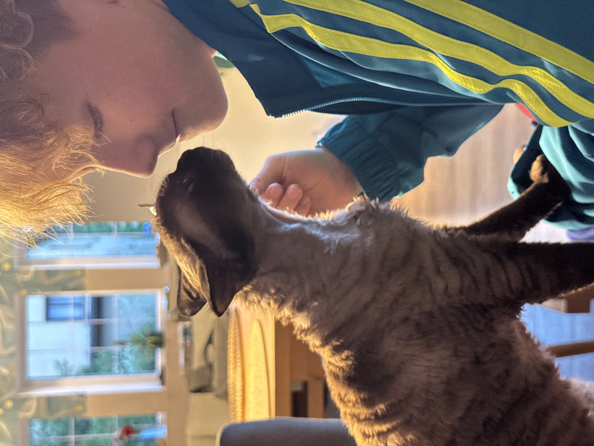 Lazy summer afternoon with a Devon Rex cat in Carnikava