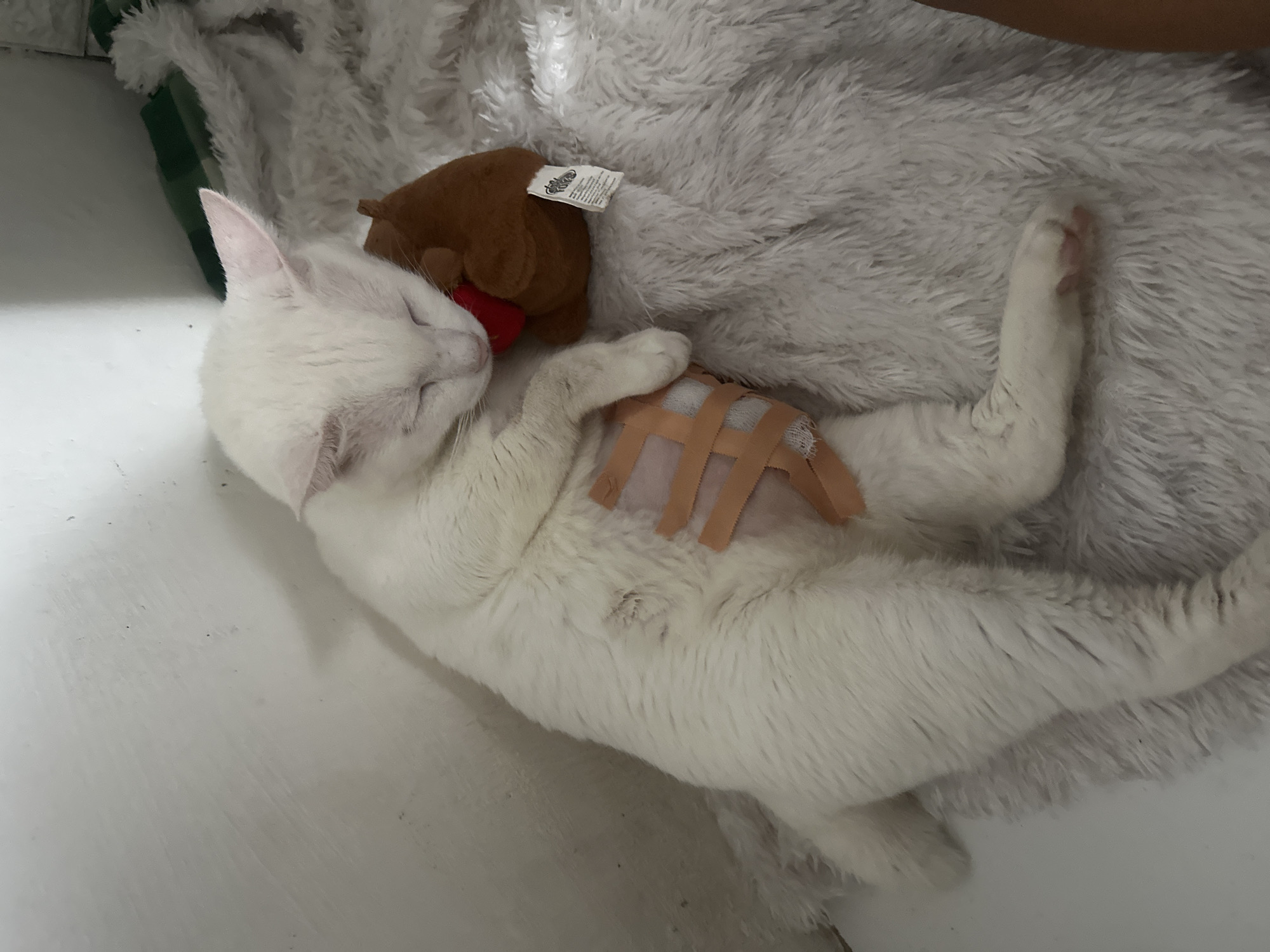 Bandaged white cat recovers with stuffed animal in Jakarta
