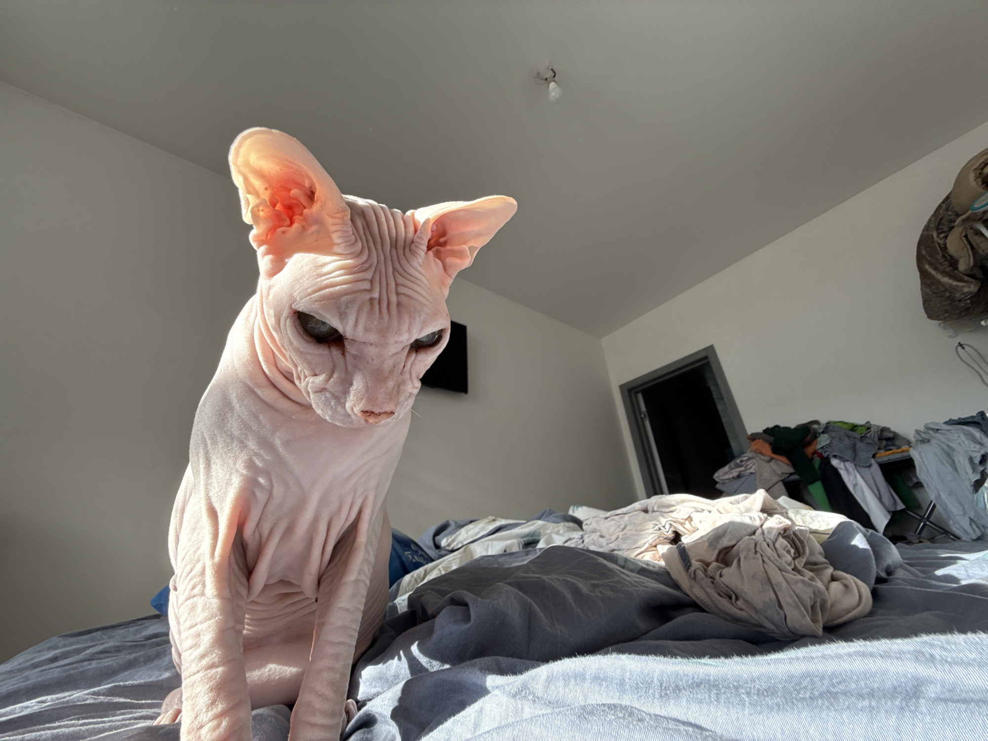 Sphynx cat photographed in bedroom during morning in Krasnoyarsk
