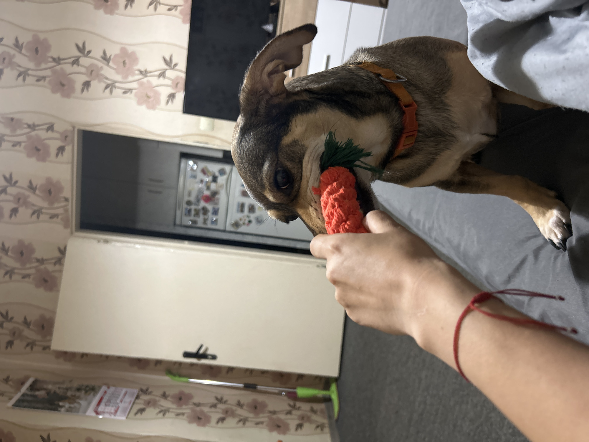 Dog portraits and nature scenes captured during afternoon hours