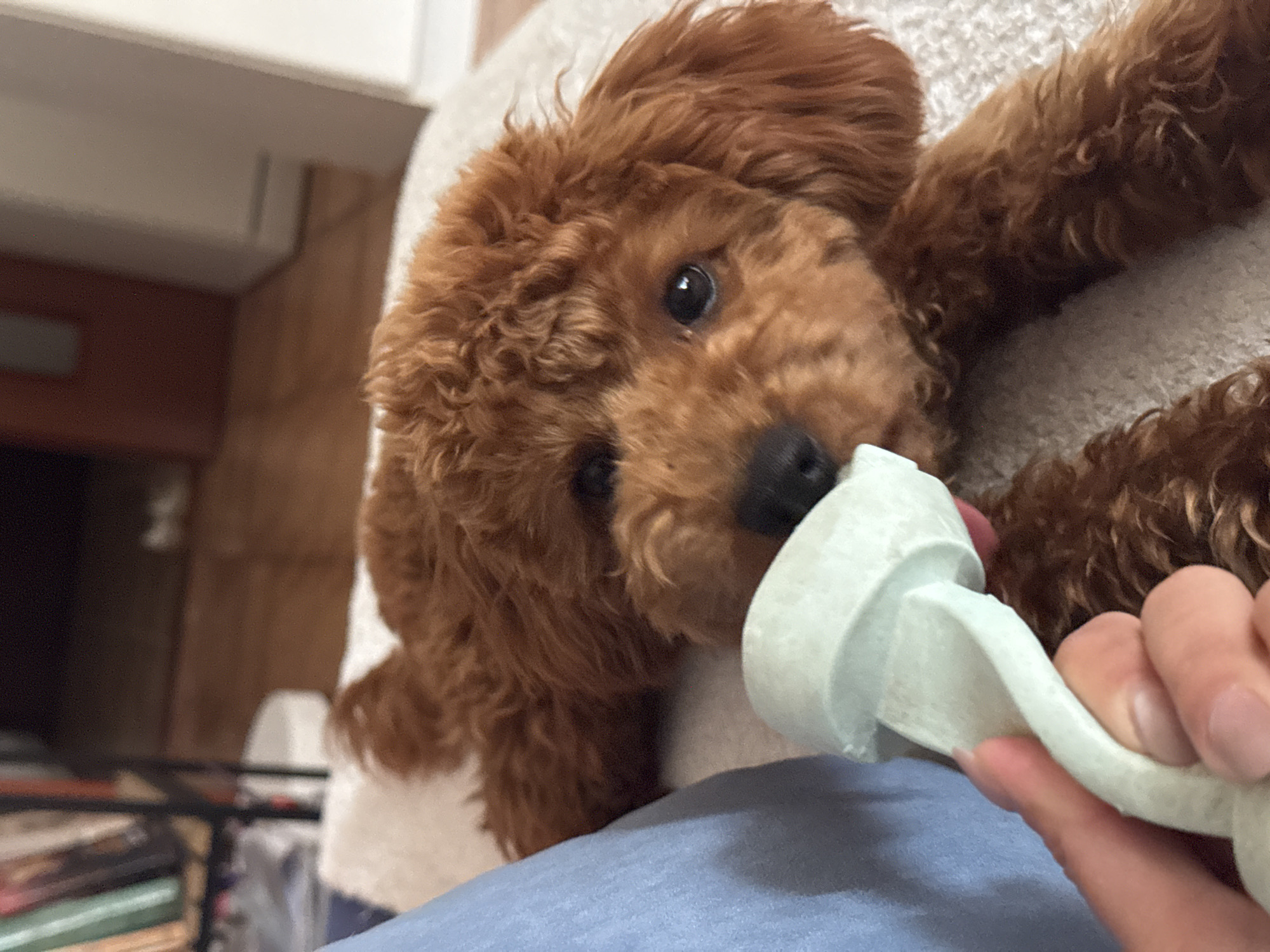 Poodle plays with chew toy in Sutomore Montenegro