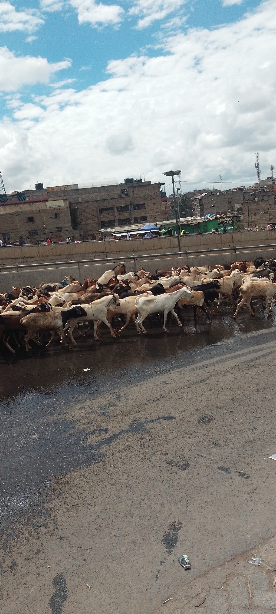Goat herd crosses flooded street in Nairobi