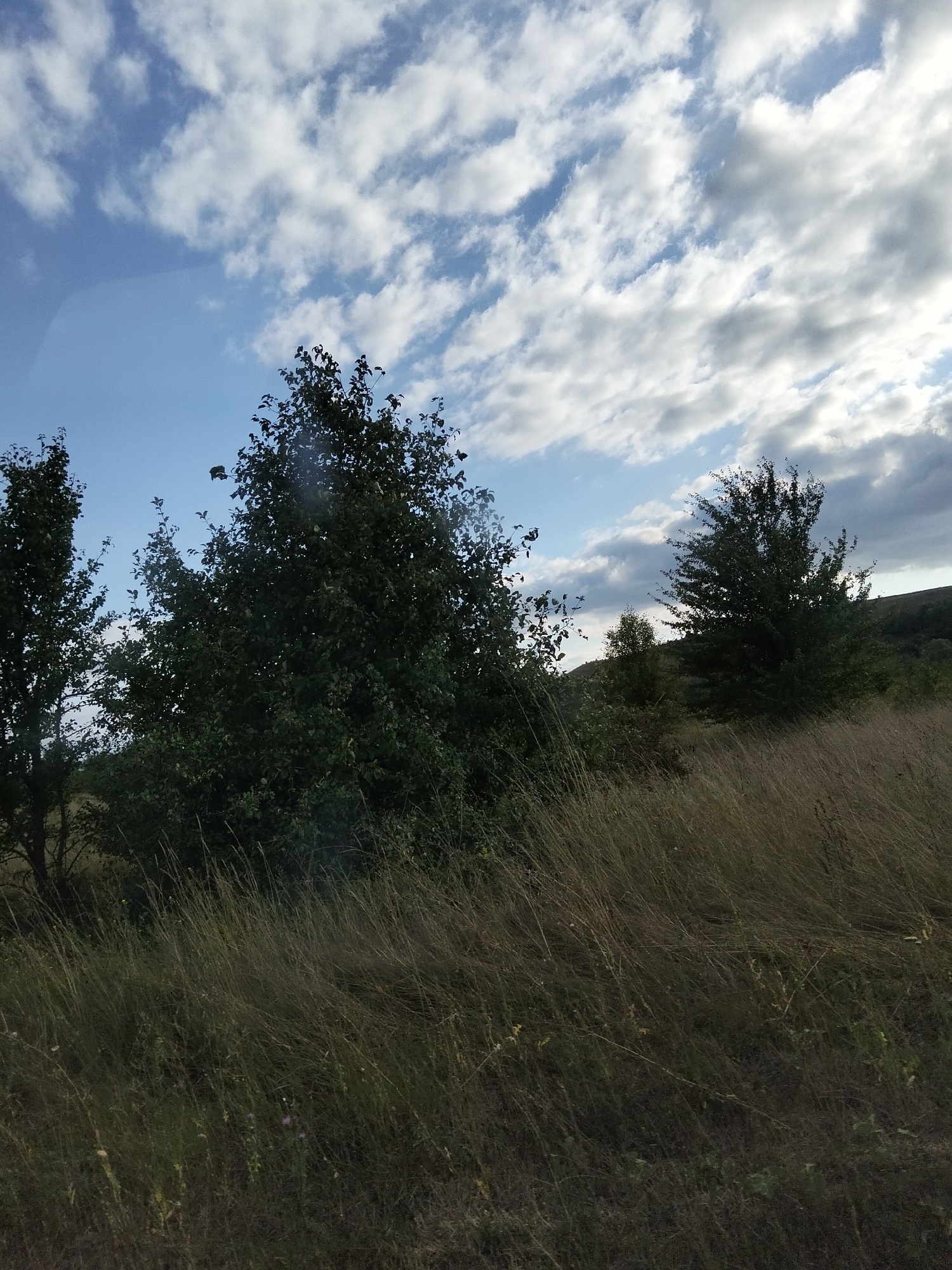Late summer grasslands under stormy skies, Ustyvytsia