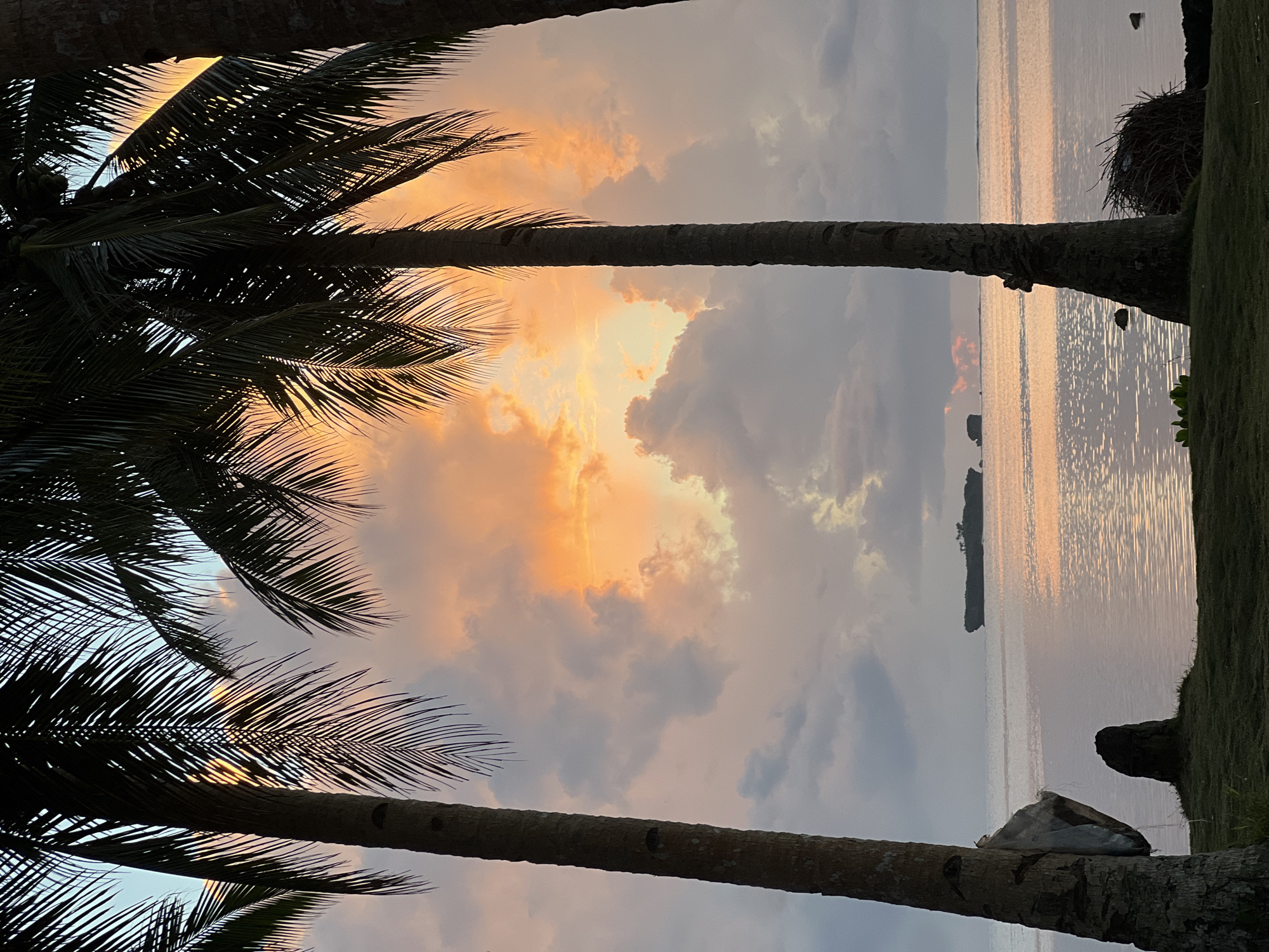 Siargao sunset framed by silhouetted palm trees