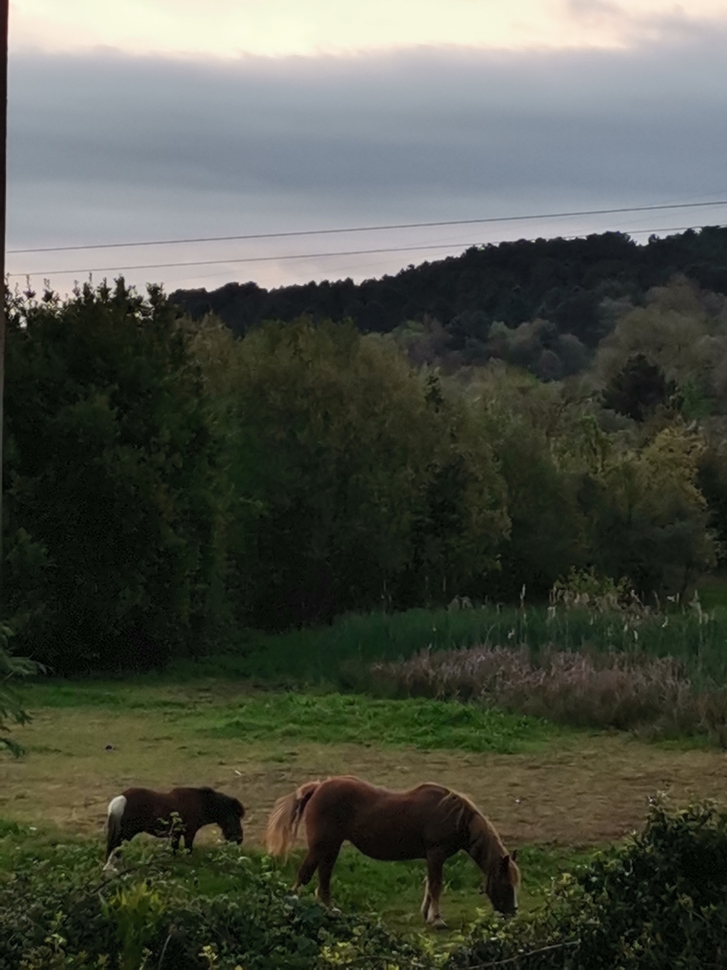Horses graze near construction site during evening hours