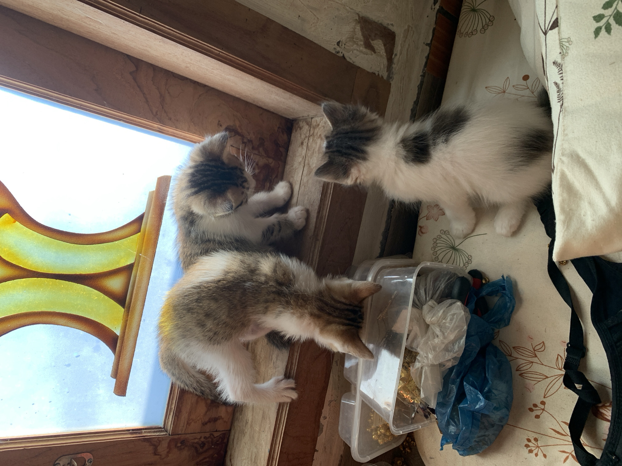 Kittens and their mom at home in Tanjungsepreh